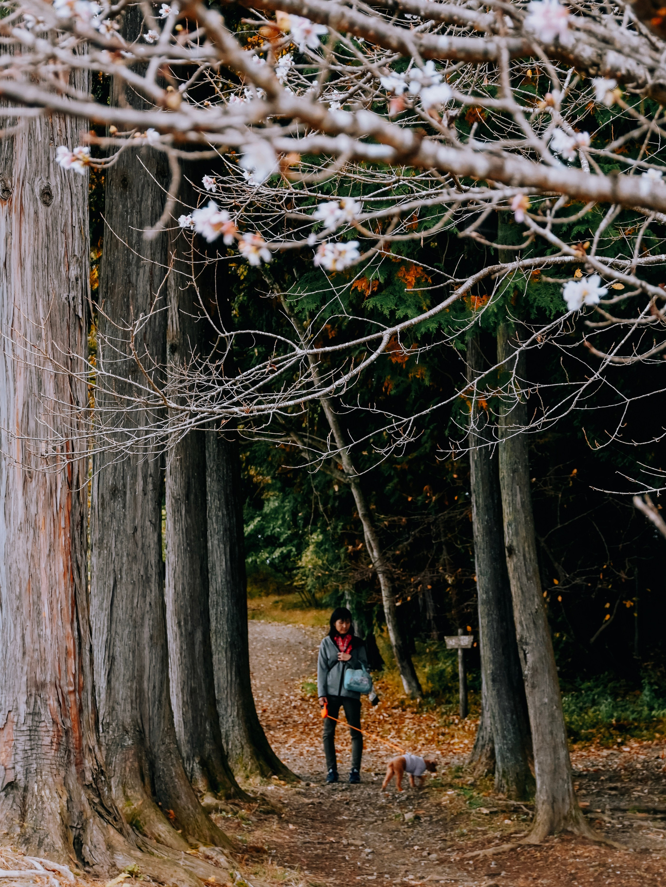 Japan village street. Iraogo