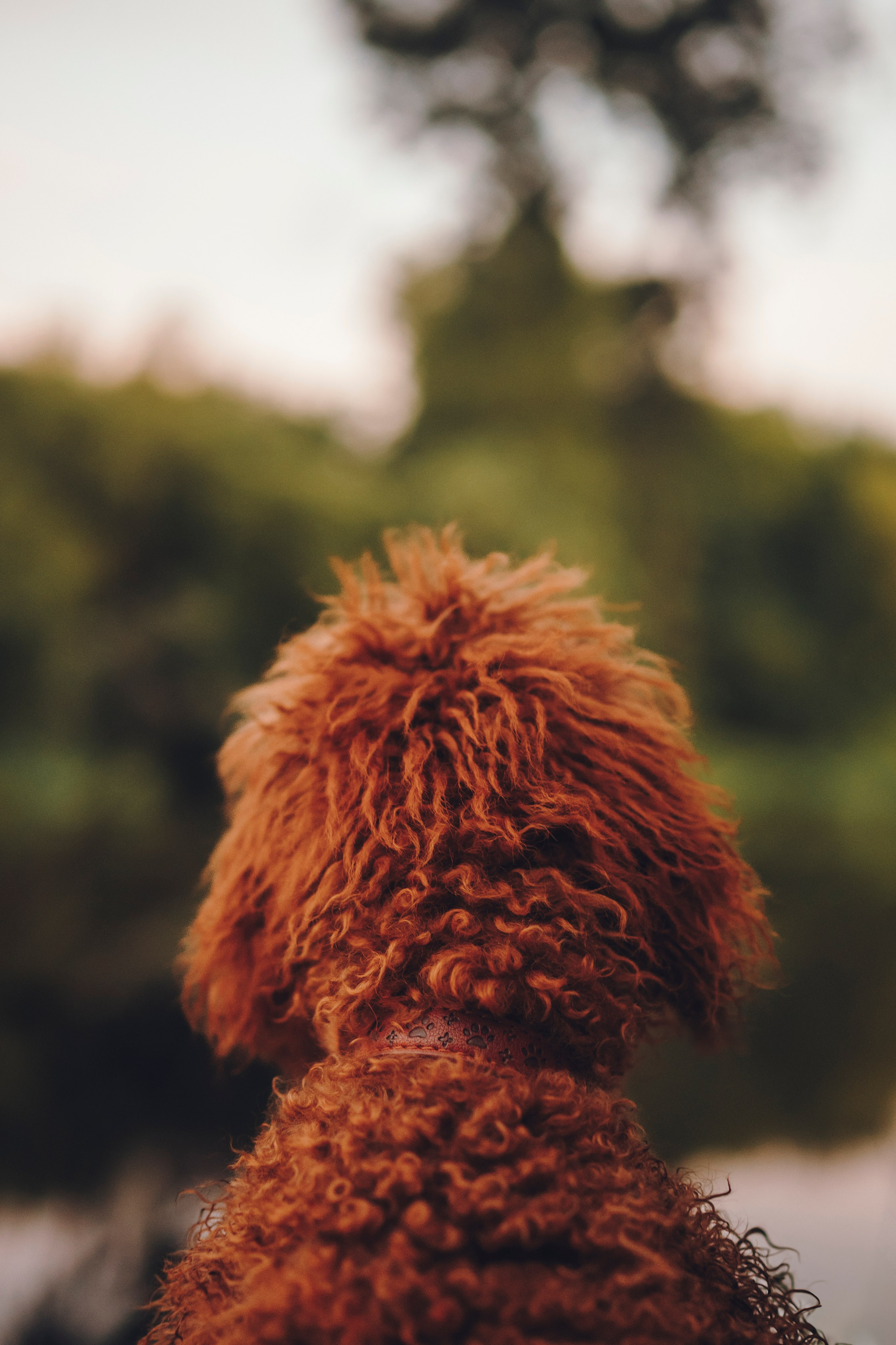 Марина, Тарас и Хагрид. Семейный фотограф анималист Ананьева Мария — Москва