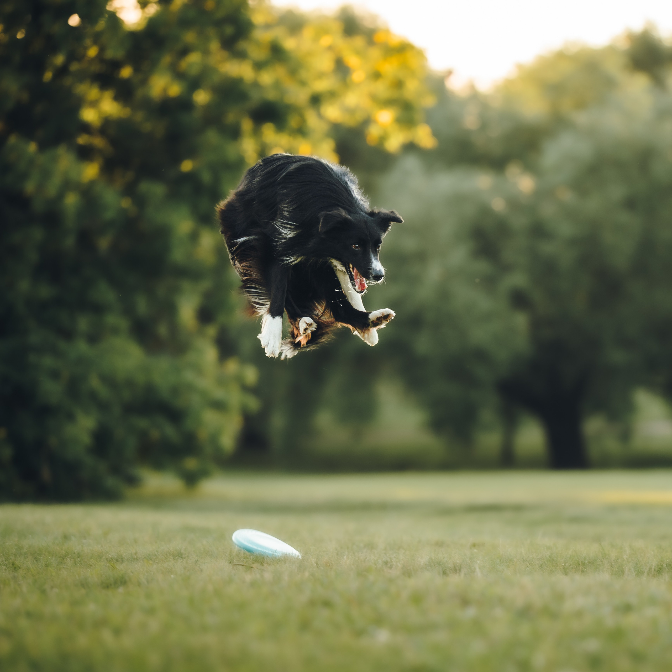 Марина и Эдж. Семейный фотограф анималист Ананьева Мария — Москва