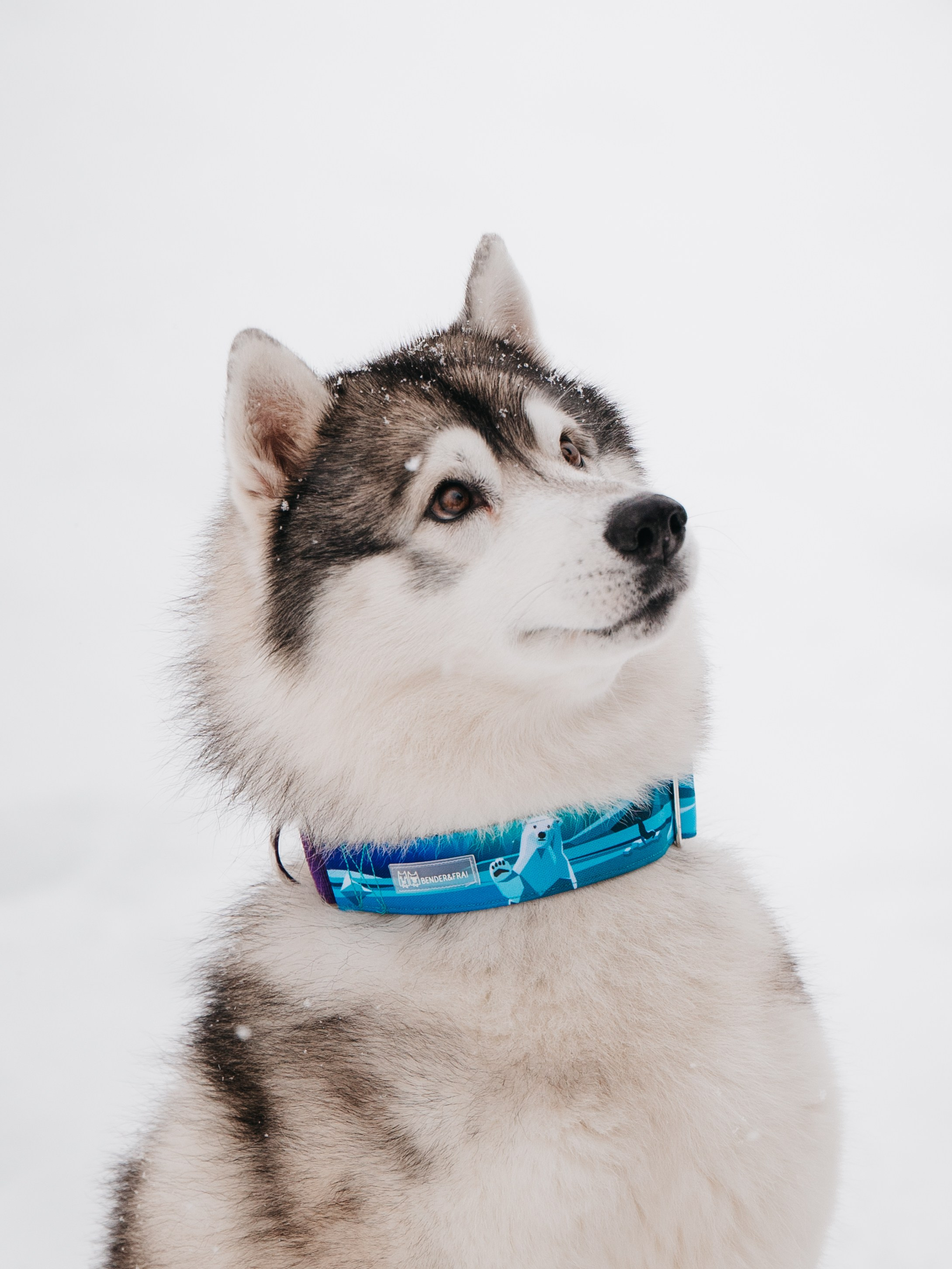 Bender&Frai. Зимняя коллекция. Семейный фотограф анималист Ананьева Мария — Москва