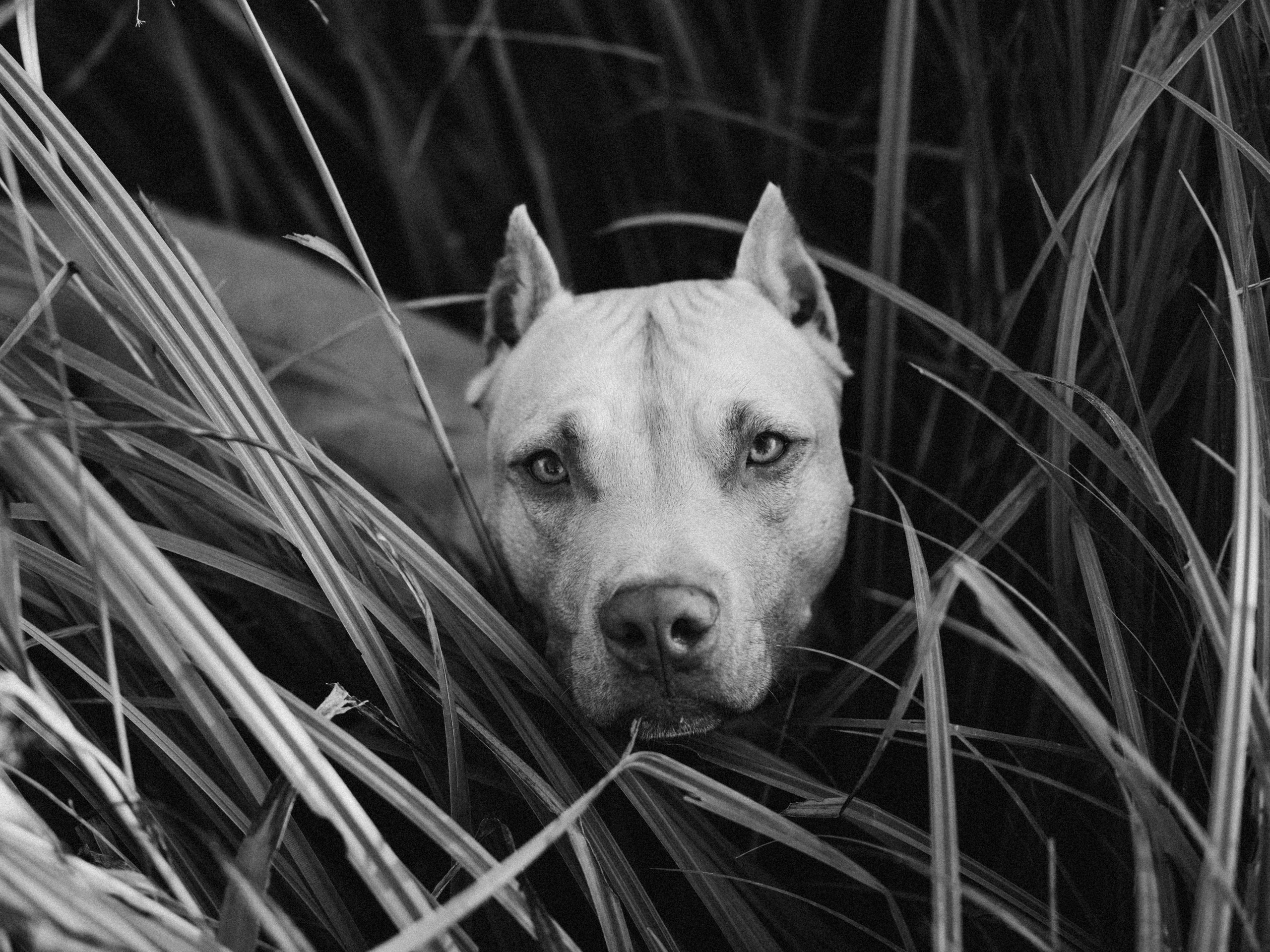 Аня и Печенька. Семейный фотограф анималист Ананьева Мария — Москва