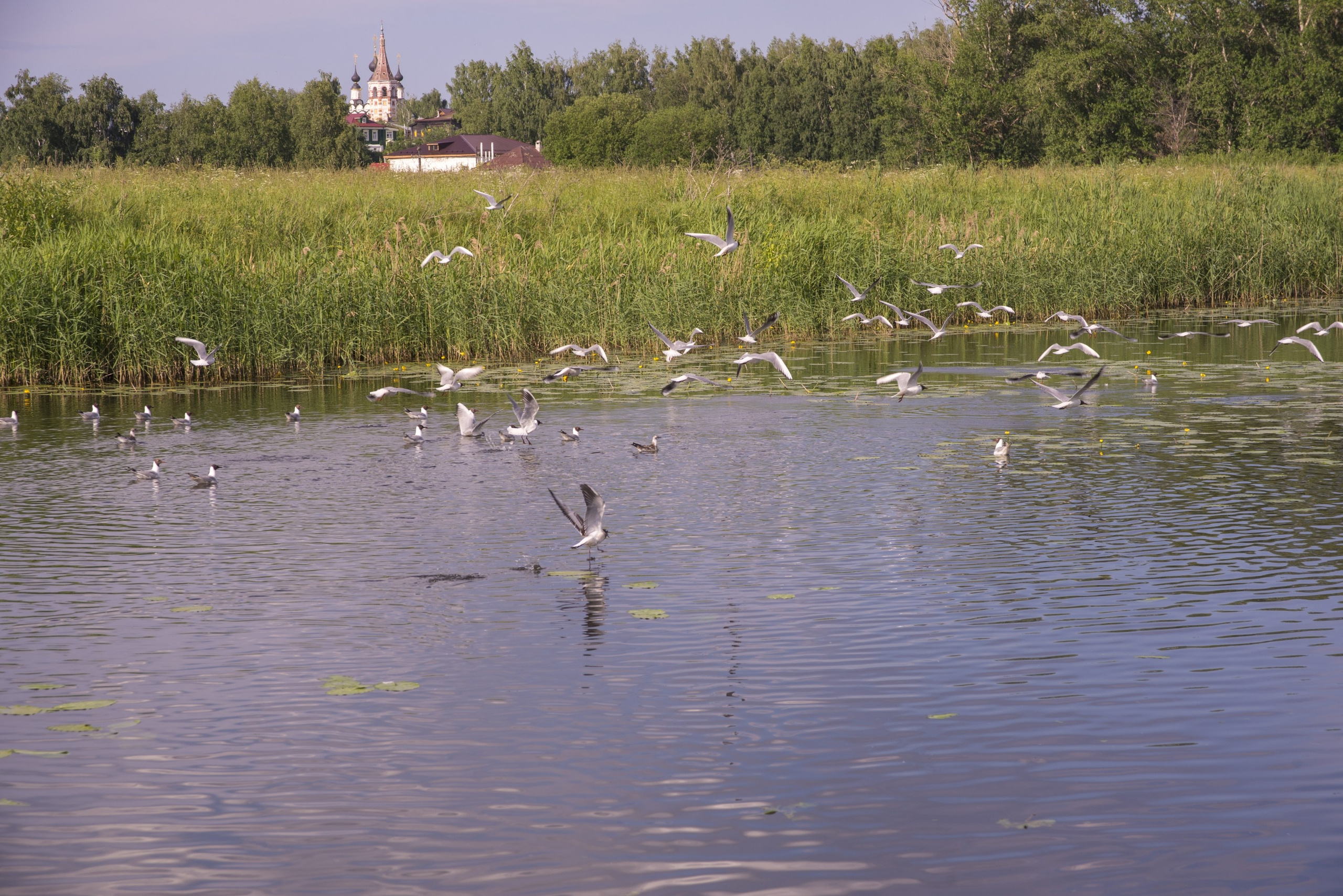 Суздаль. Июнь 2019. Игорь Жучков. Россия увиденная глазами путешествующего фотографа