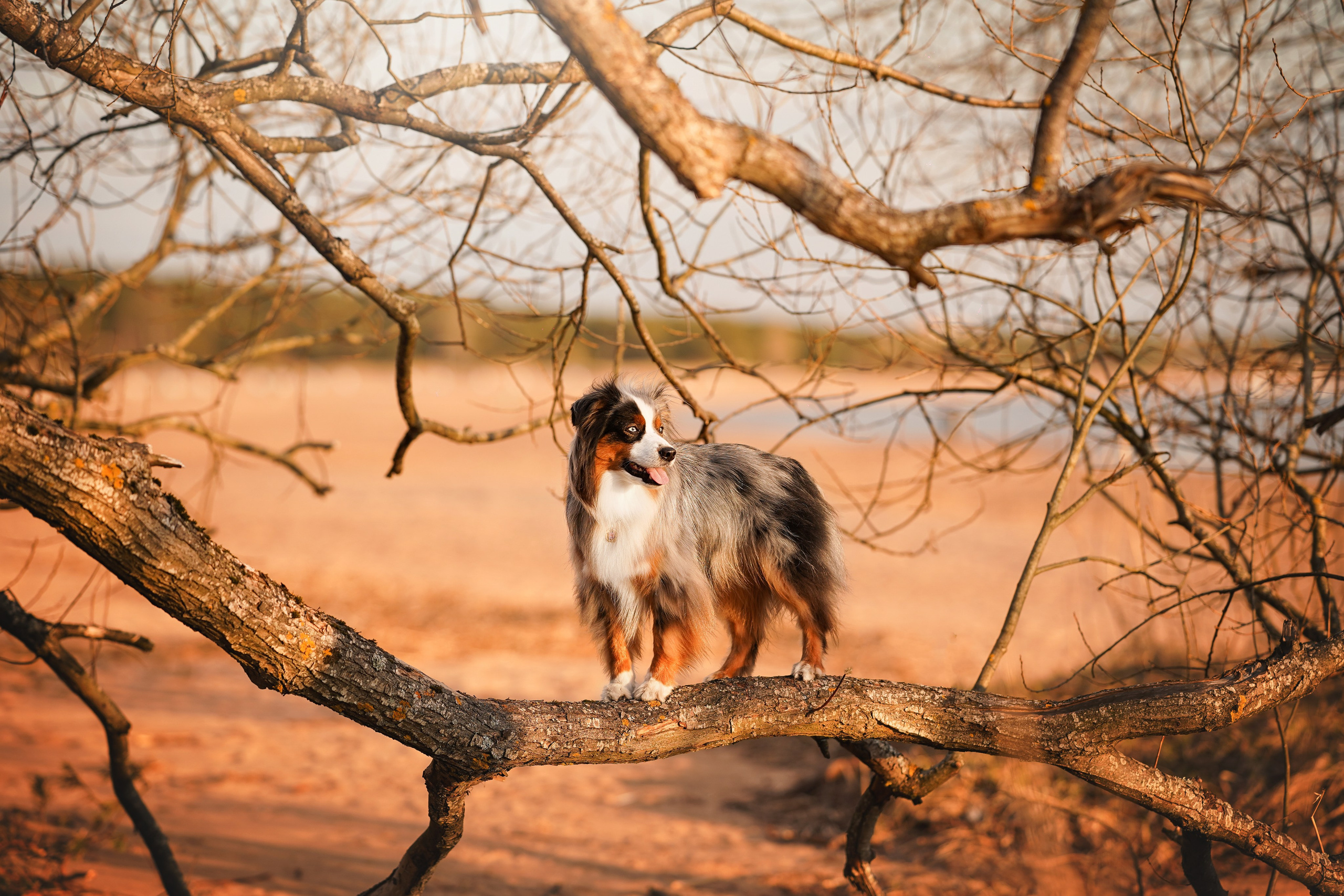 Алиса и Джокер. Фотограф-анималист в Санкт-Петербурге Яна Мартынова