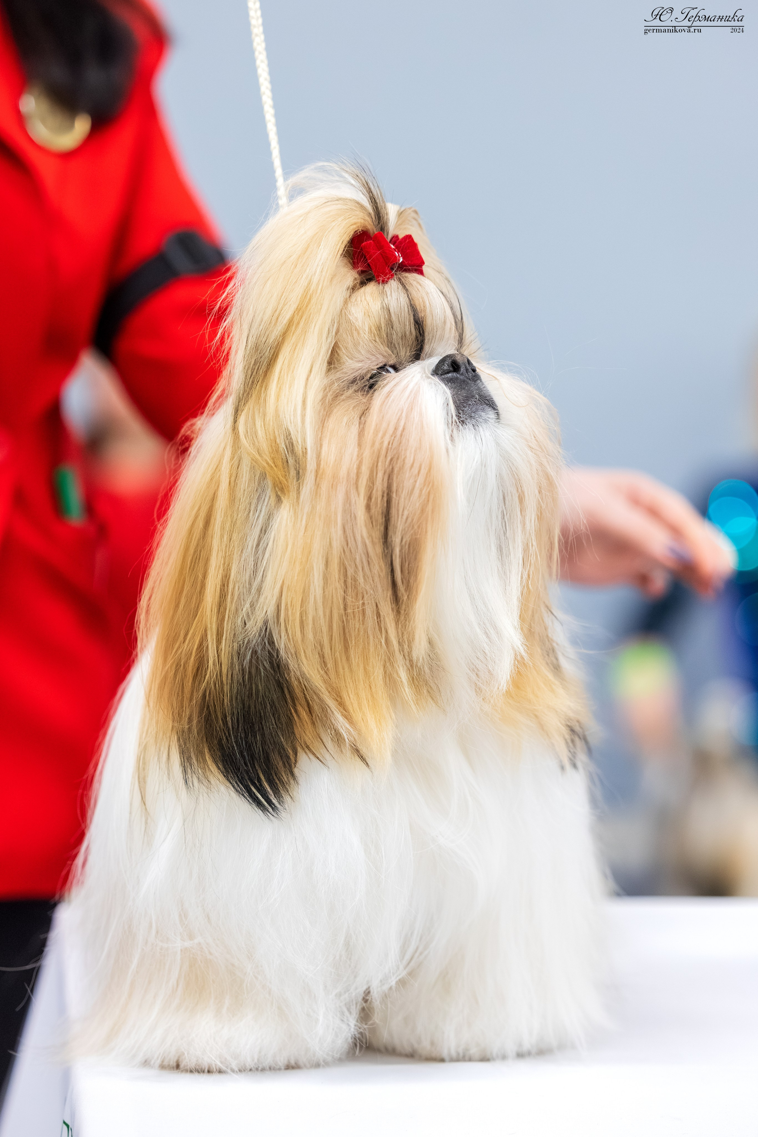 Сфера 17.03.2024. Фотограф-анималист Юлия Германика