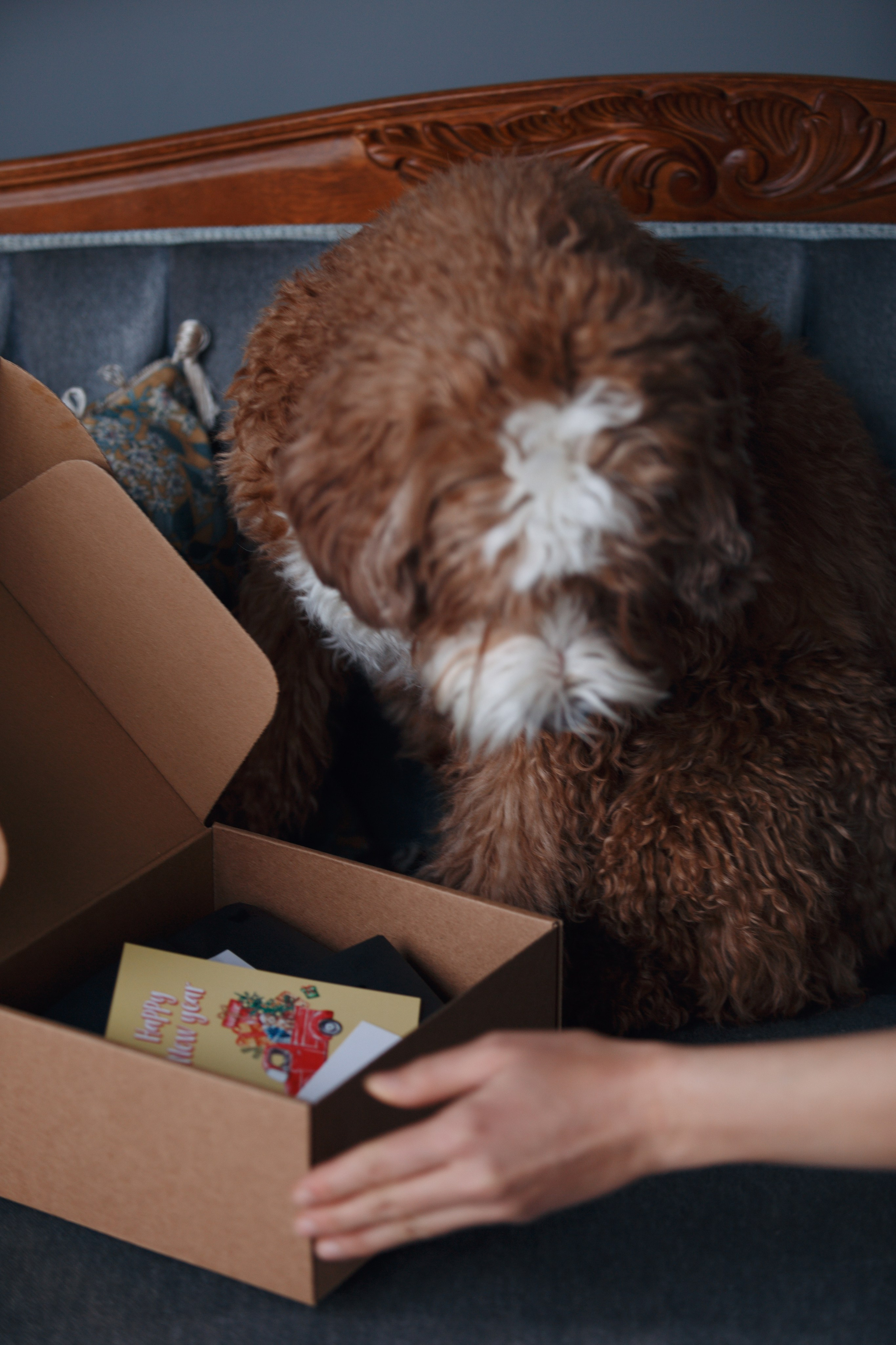 Bmbh лежанки и адресники. Фотограф анималист Кристина Карпова, Москва