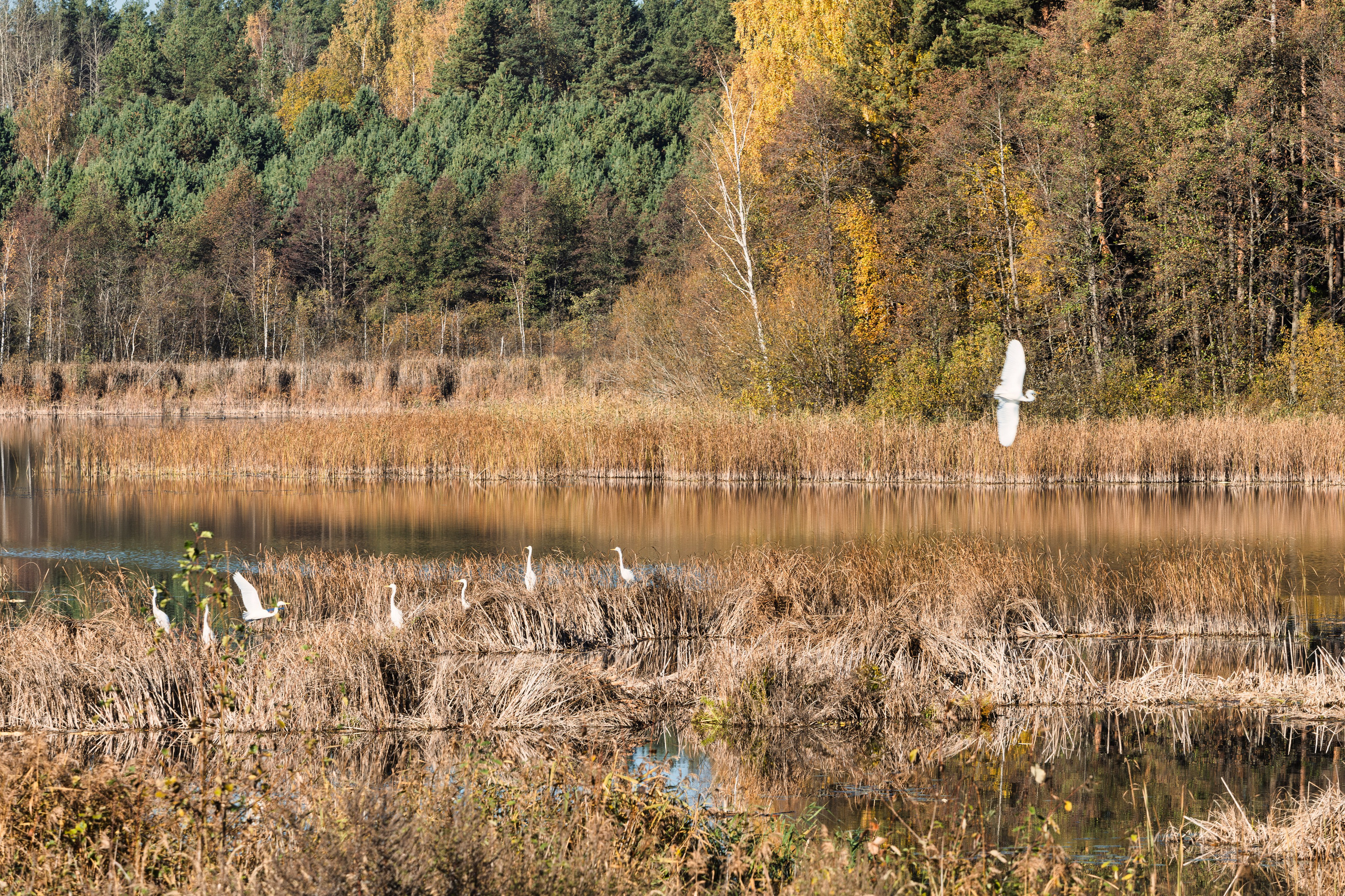 Голубые озера, Псковская область. Октябрь 2024. Фотограф Никифоров-Гордеев Сергей. Москва и МО