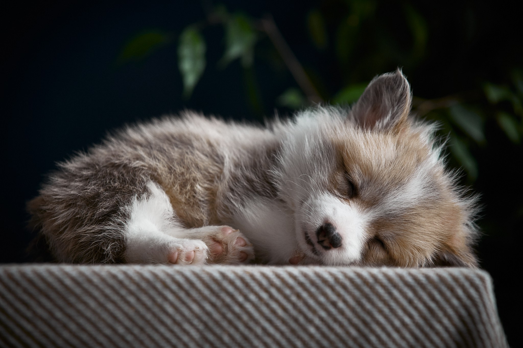 Животные. Портретный, интерьерный и фуд фотограф в Перми Иван Вострецов