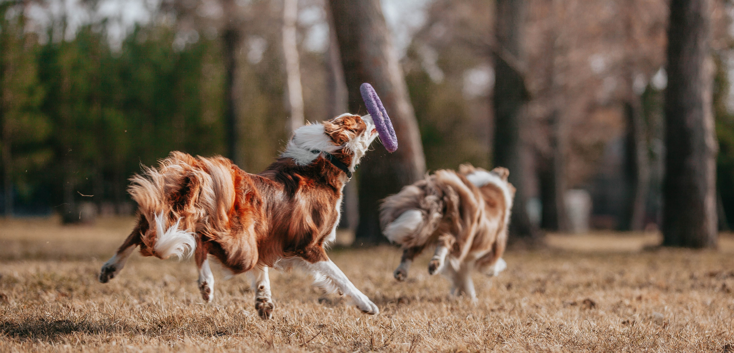 Бордюха, Лора, Берта, Мета. Главная
