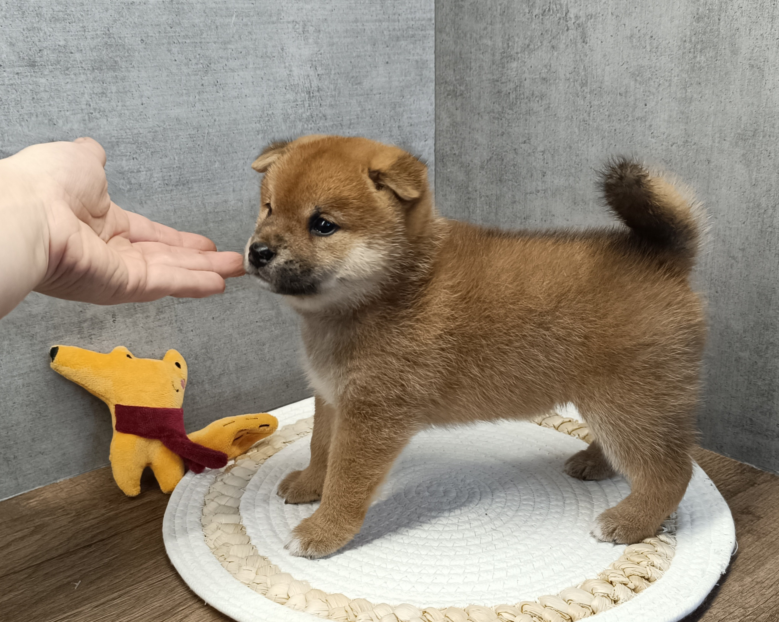 Rubylight Hattie. AMERICAN AKITA RUBYLIGHT KENNEL I SHIBA-INU