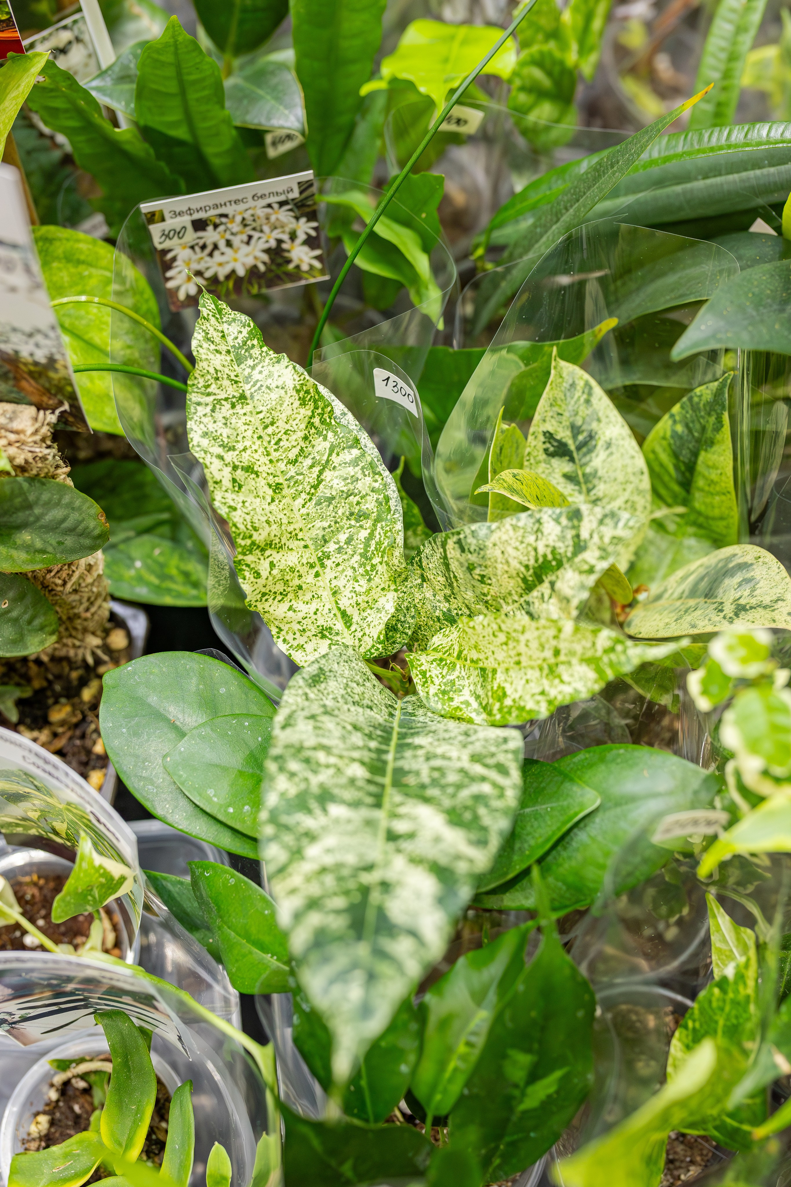 Монстериум апрель 2026. Александра Куликова фотограф, Москва