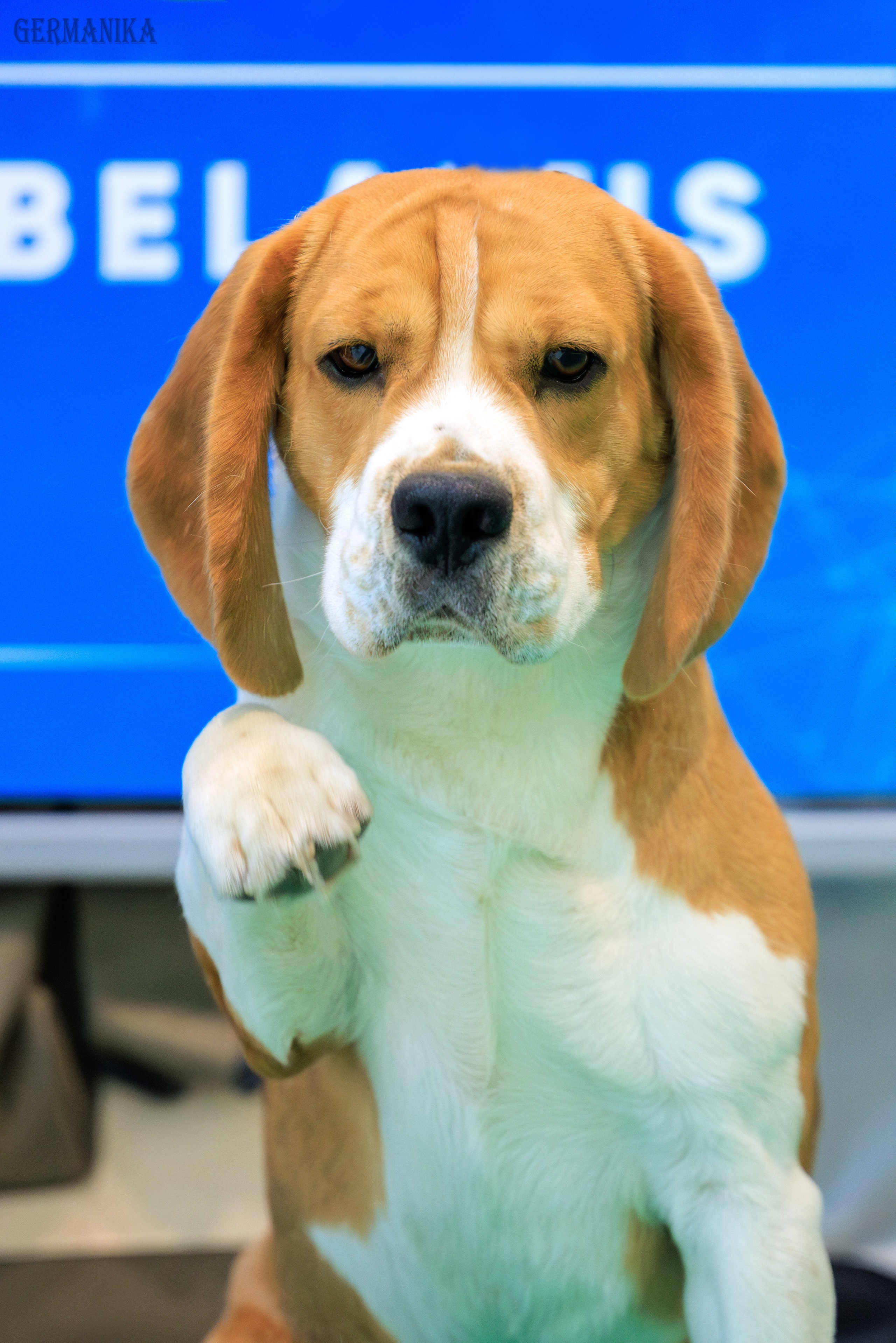 Минск 24-25.02.2024. Фотограф-анималист Юлия Германика