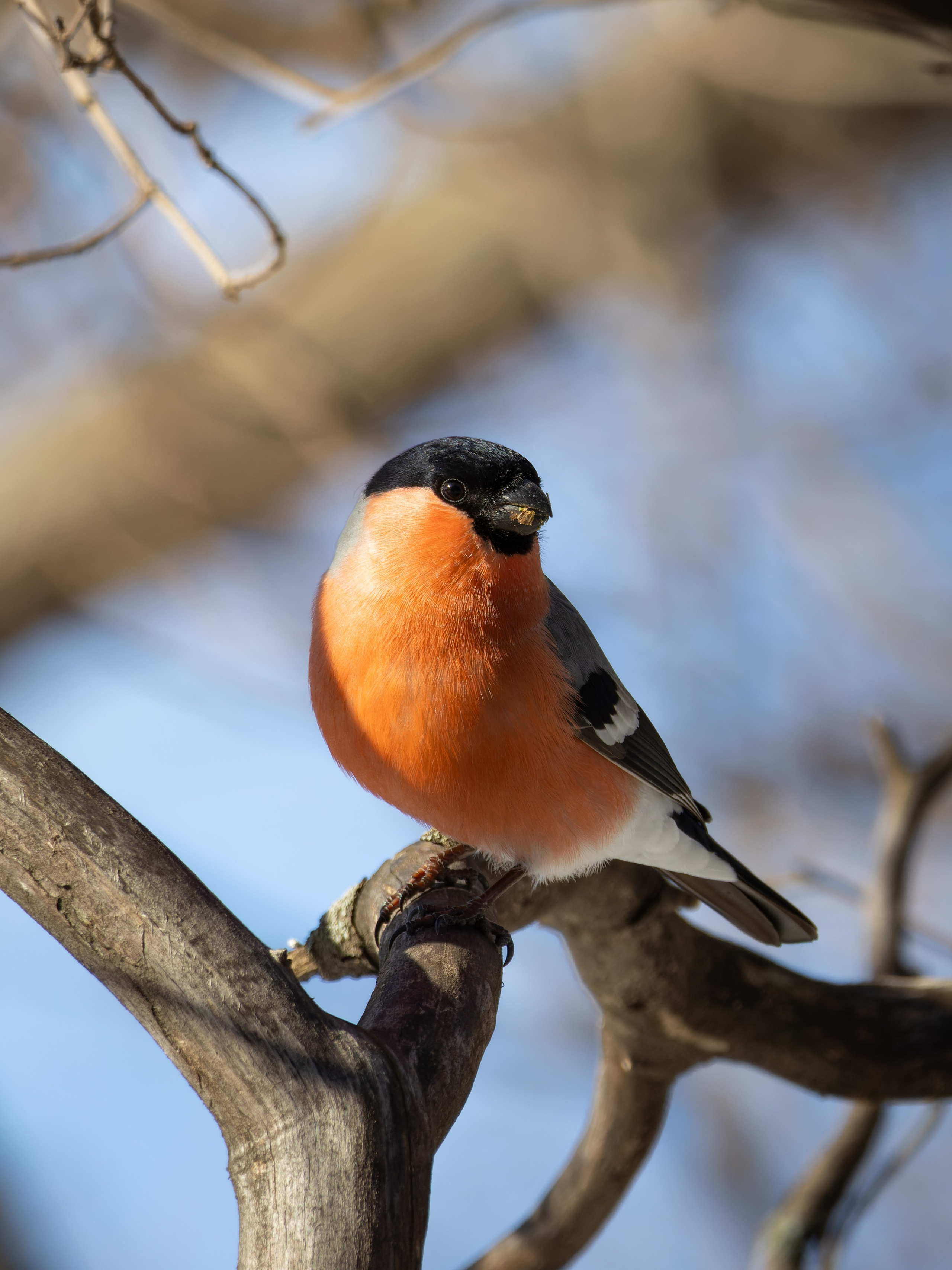 Voronezh 2024. Anton Chernov | Wildlife photographer
