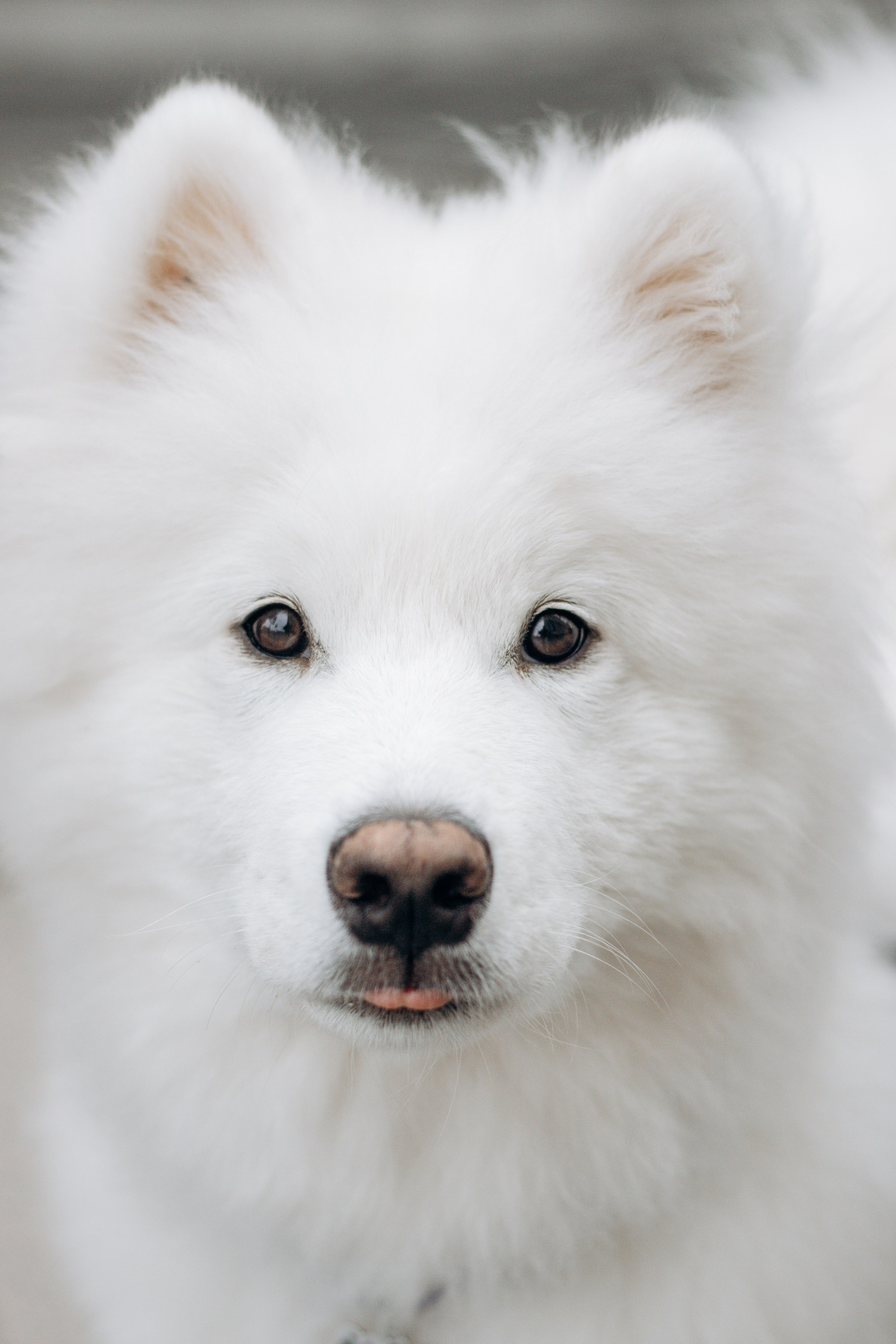 Юля, Миша и Мью. Фотограф-анималист в Санкт-Петербурге