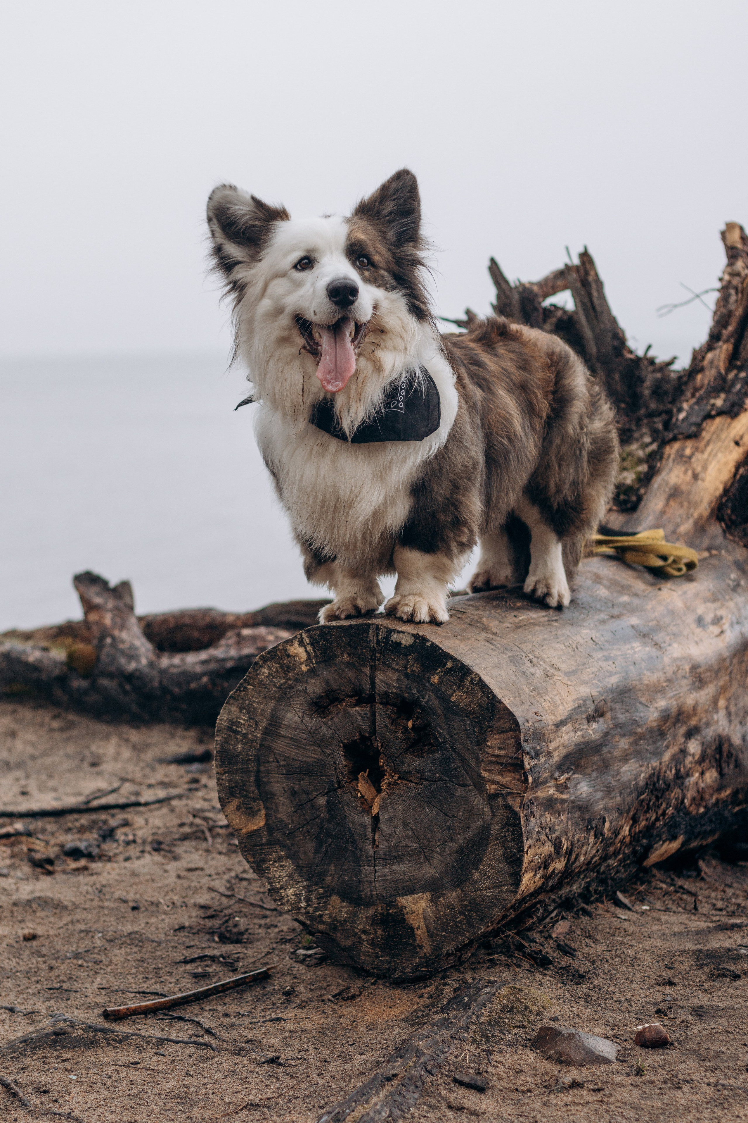 Настя, Серёжа и Джек. Фотограф-анималист в Санкт-Петербурге