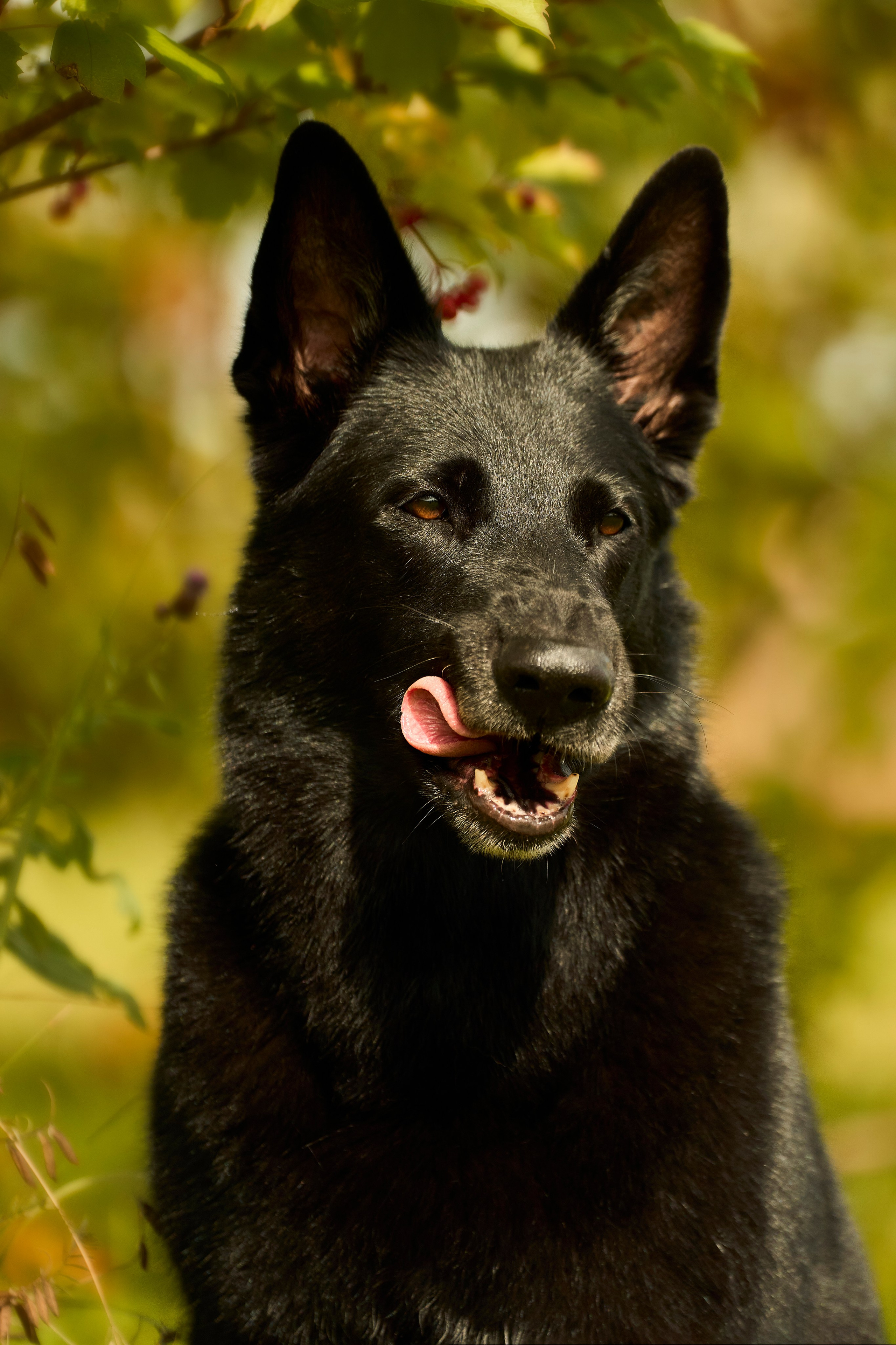 Фотосессия ваших питомцев. Женский и свадебный фотограф в Москве Елена Тараскина