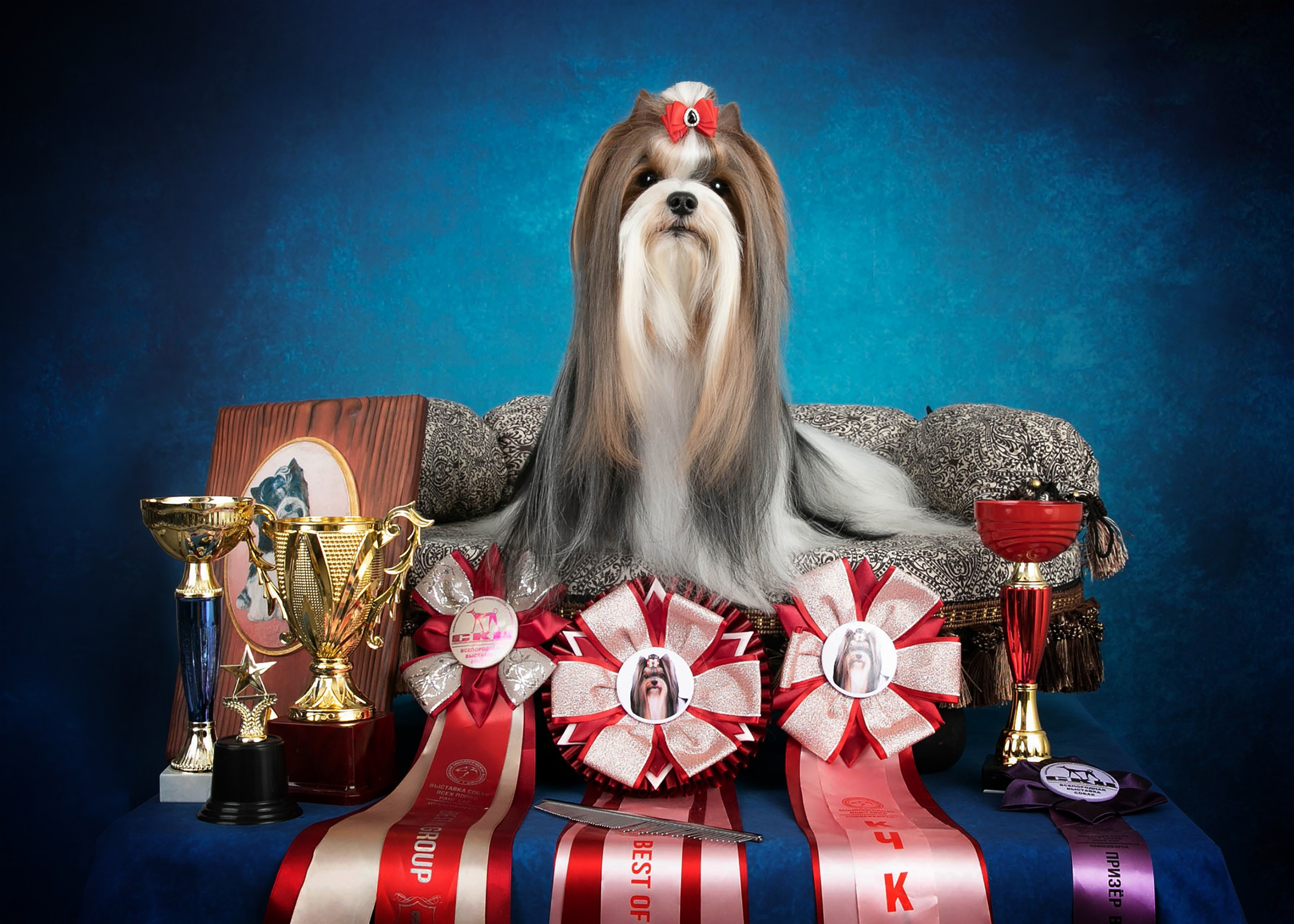 Стендовая съёмка на выставках собак. Фотограф-анималист в Омске Екатерина Маричева
