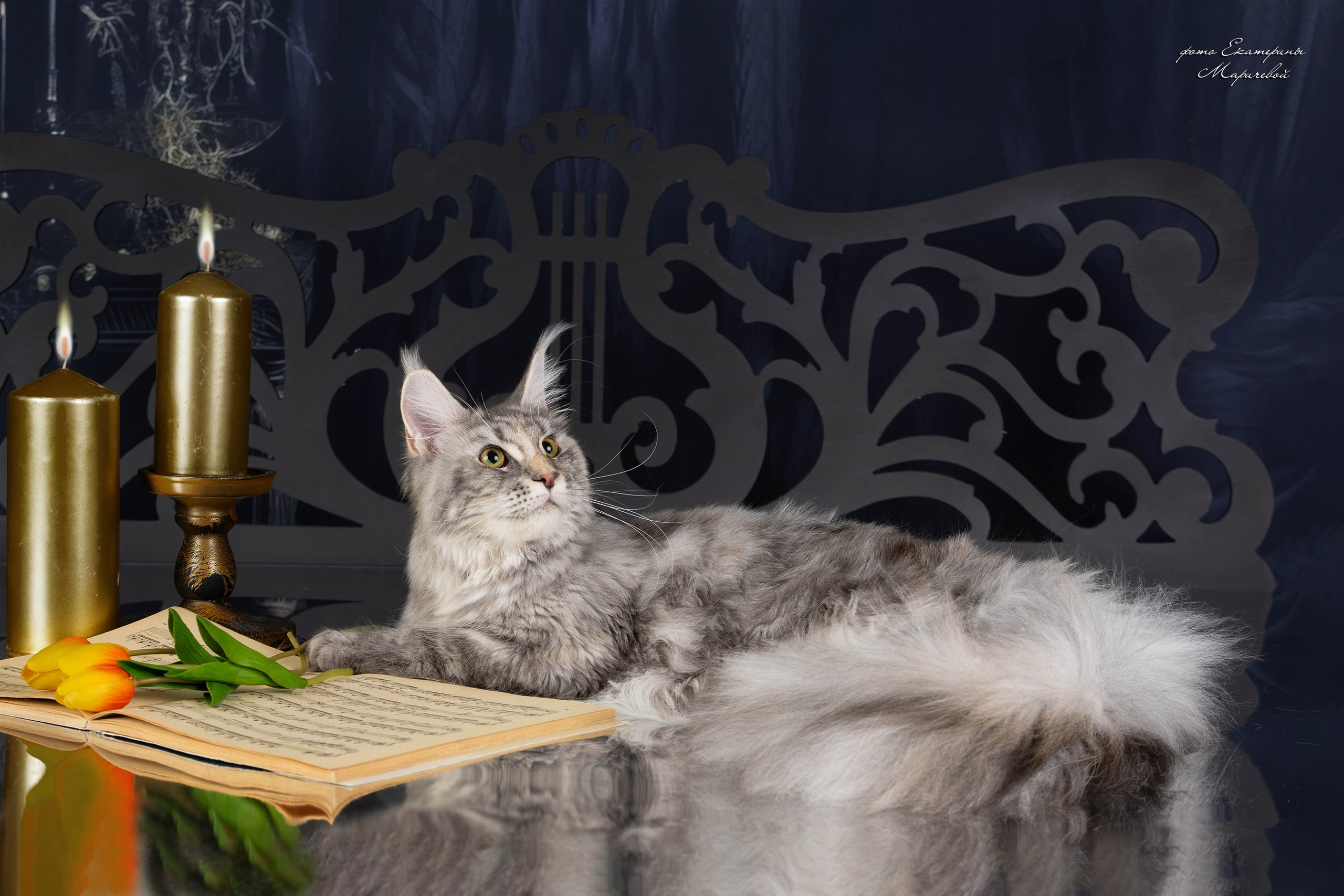 Стендовая съёмка на выставках кошек. Фотограф-анималист в Омске Екатерина Маричева