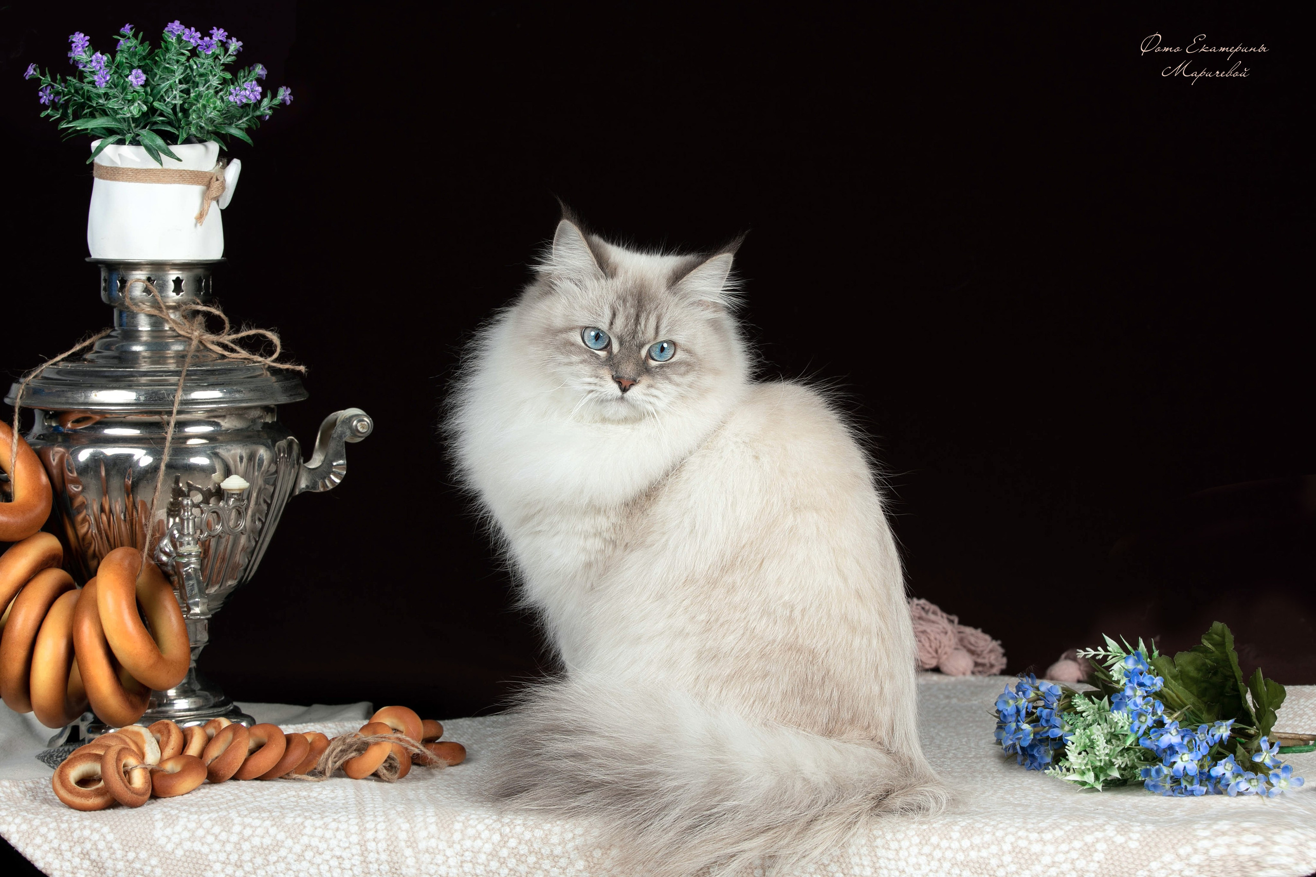 Стендовая съёмка на выставках кошек. Фотограф-анималист в Омске Екатерина Маричева