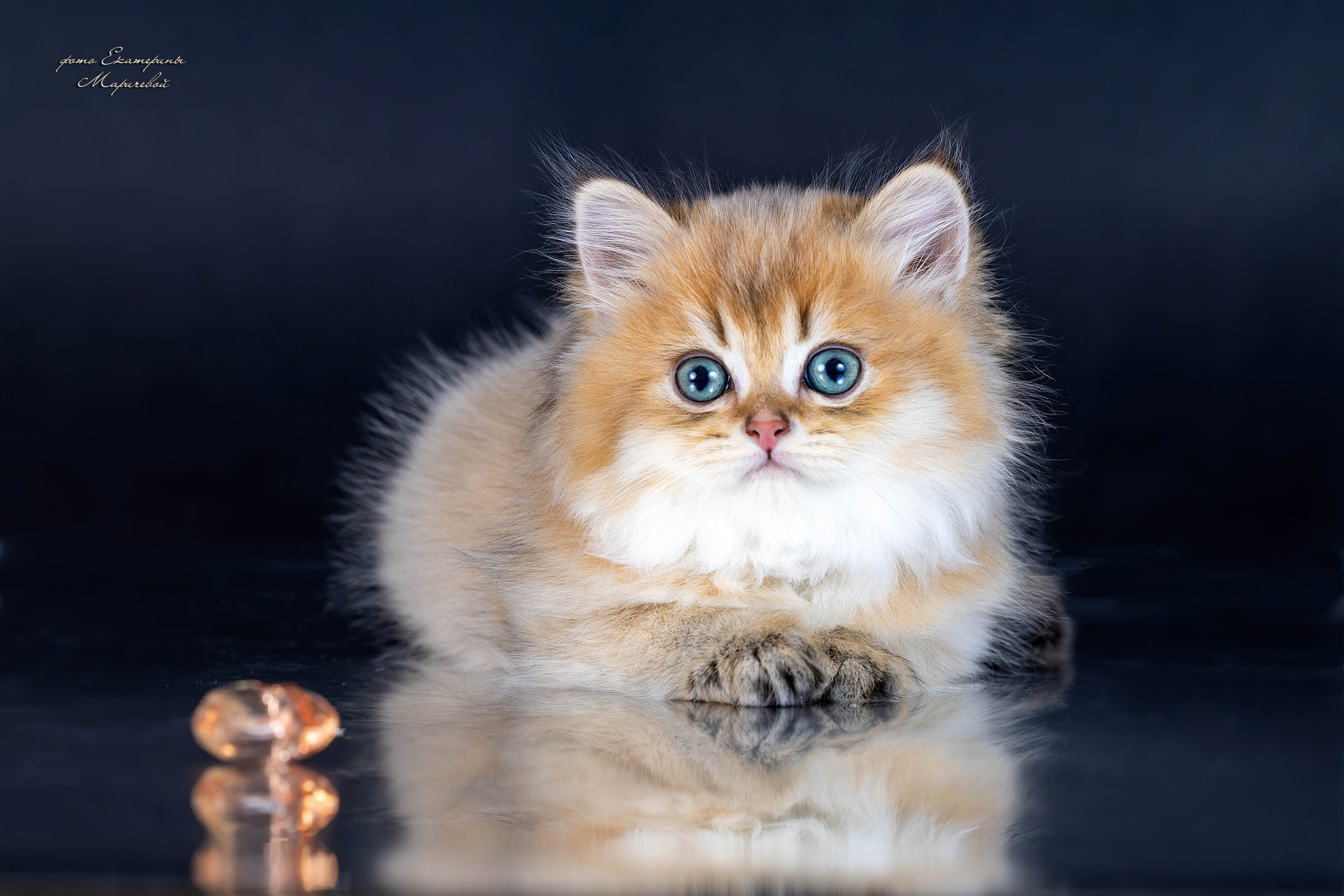 Галерея котят. Фотограф-анималист в Омске Екатерина Маричева