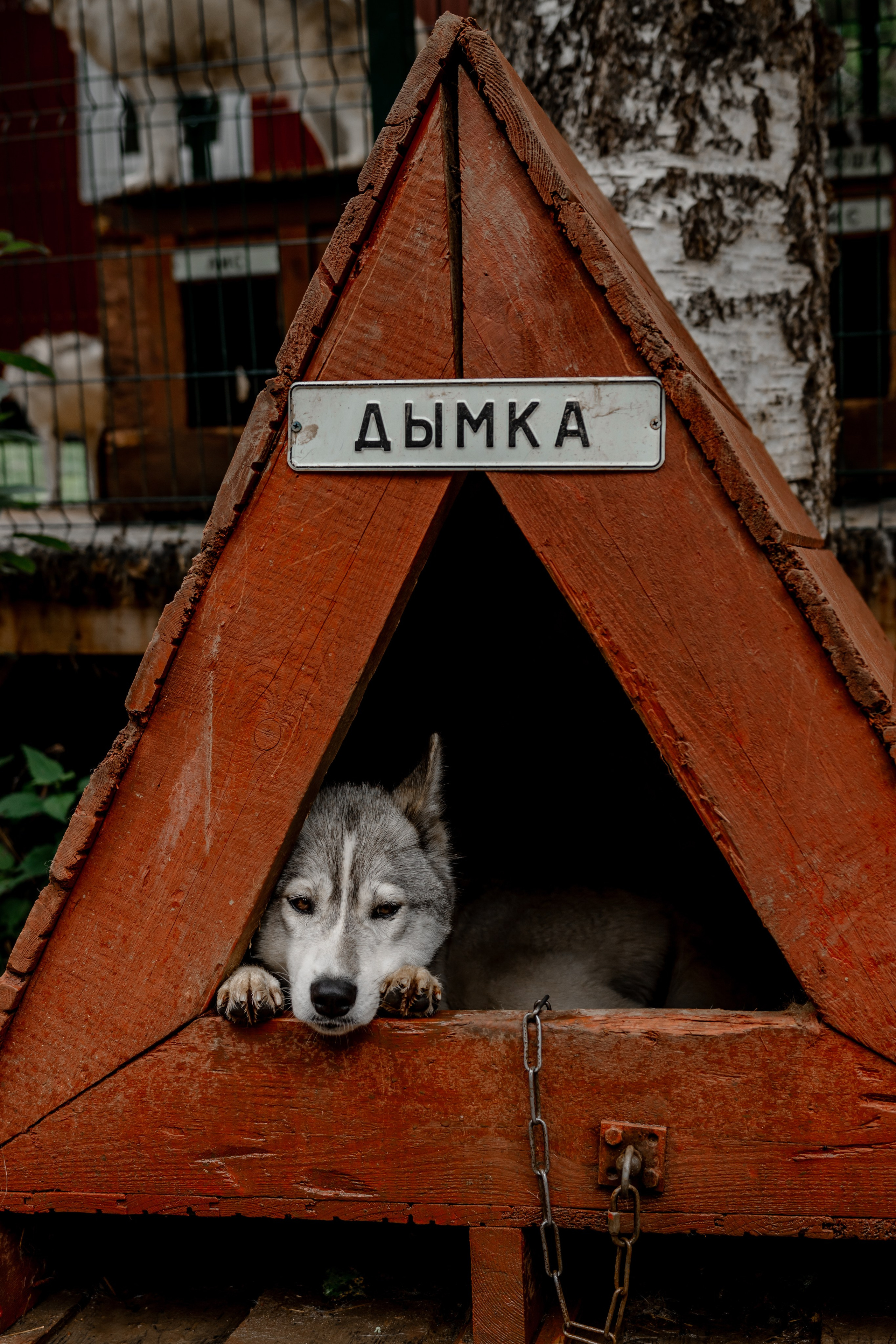 Дог-треккинг