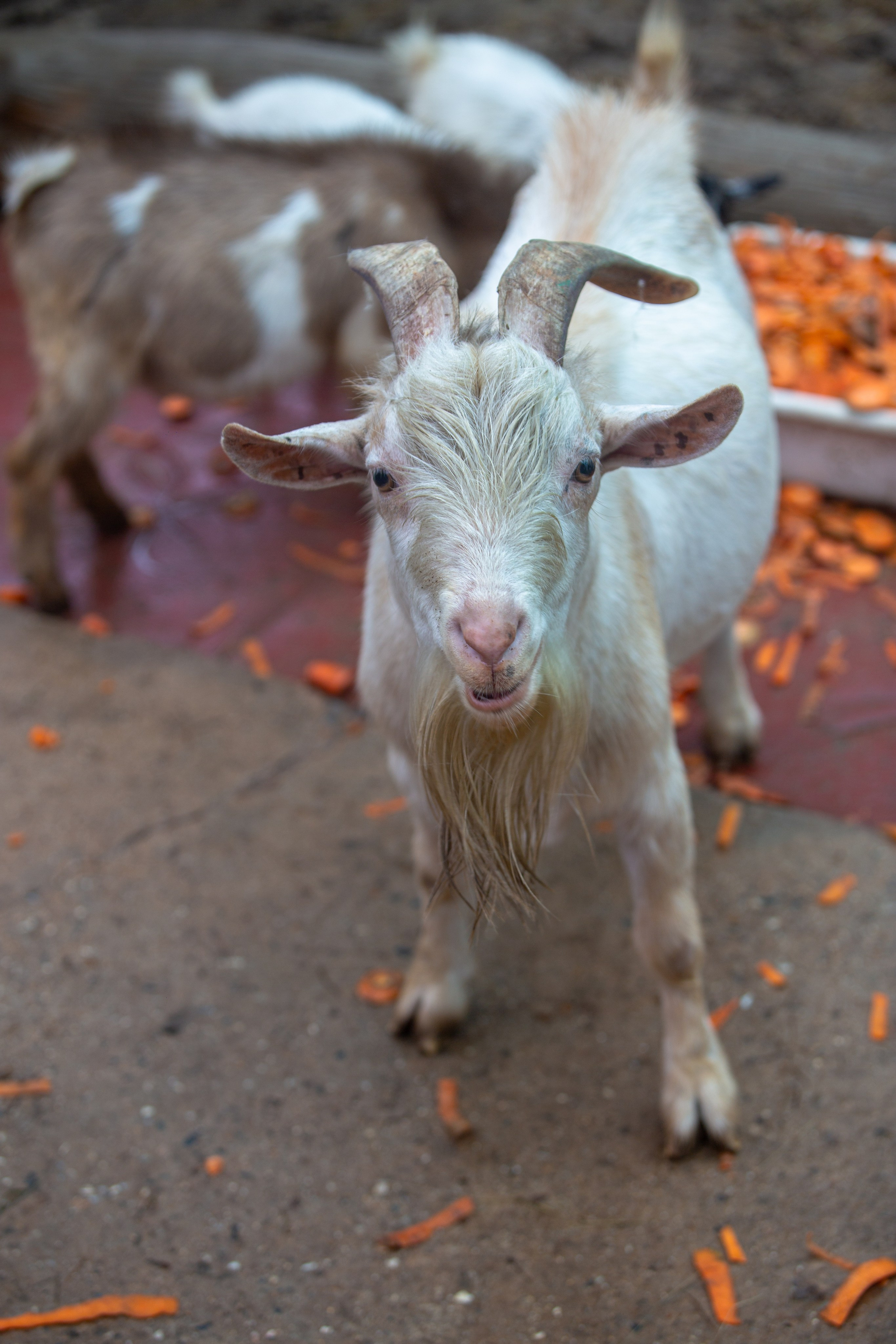Samut Prakan Crocodile Farm & Zoo. Photographer Sonkina Tatiana (Tanya Ash)