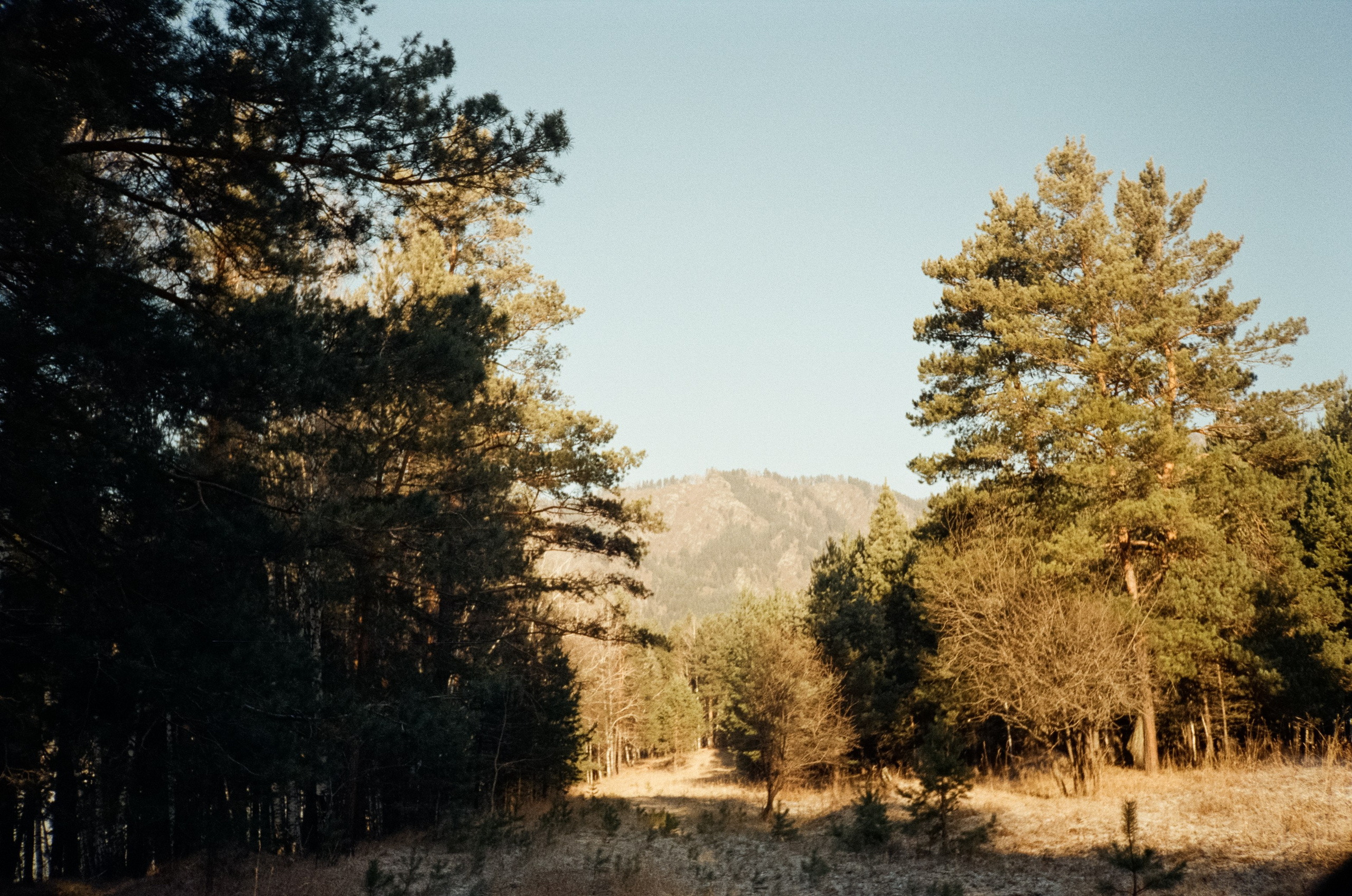 Дорога до Coffee Bus по Чемальскому тракту и Кедровый остров. Фотограф-документалист Мария Осокина
