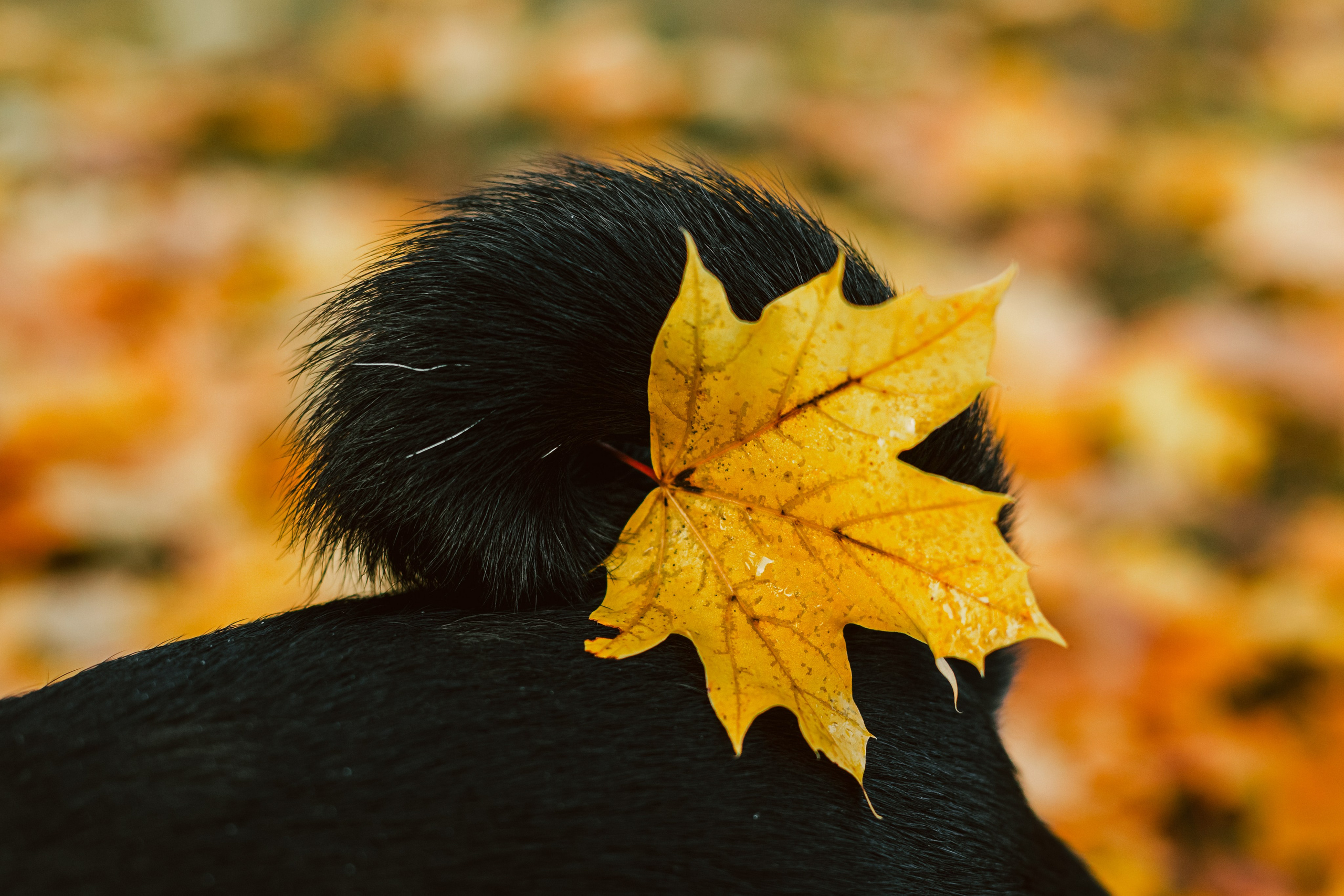 Оля, Харви, Луис. Фотограф-анималист Татьяна Степанова
