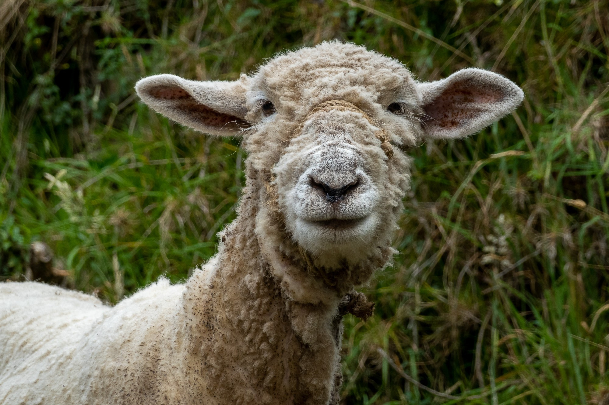Монги (Mongui). Колумбия (Colombia). Фотограф Алексей Скоробогатько