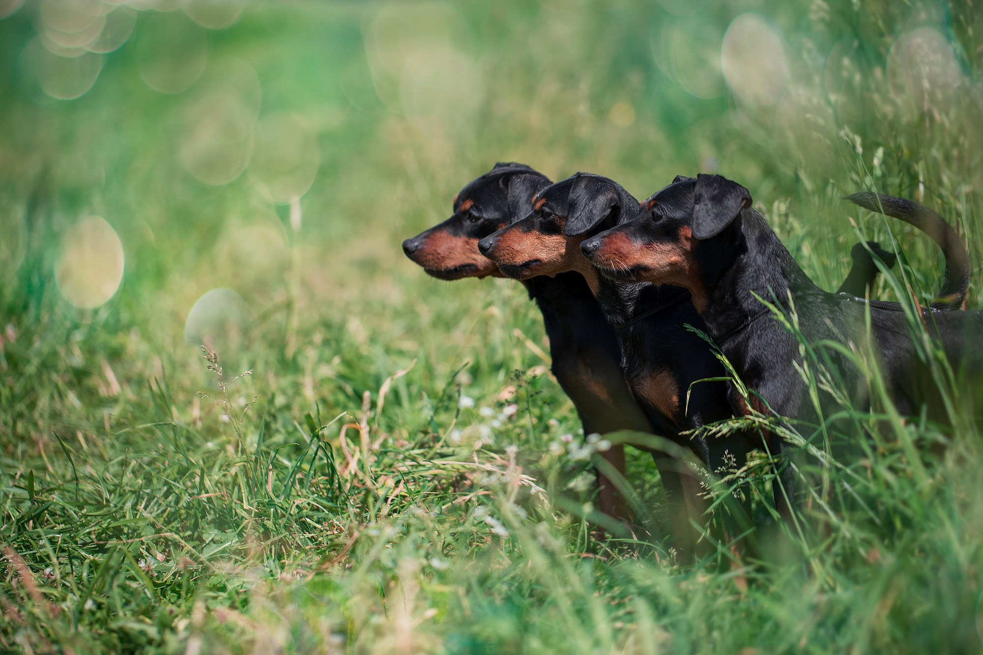 Boldinova Yulia фотограф Москва