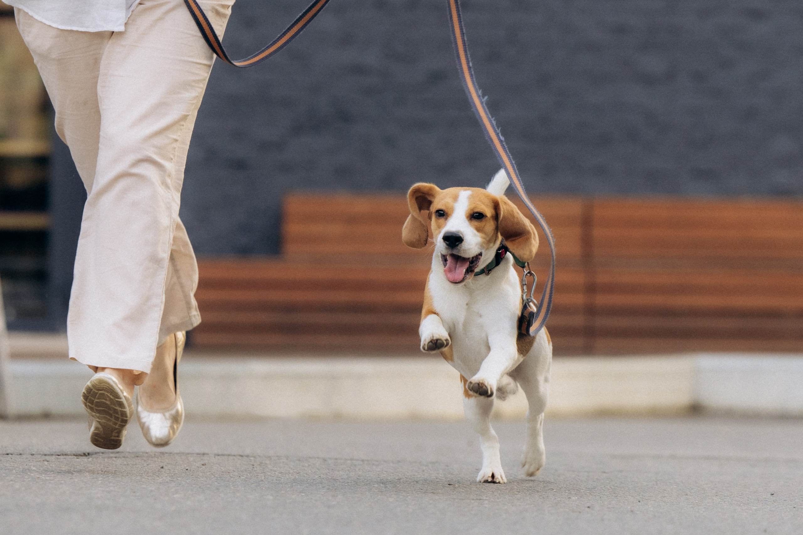Анна и Рэна. Рассвет в Москве. Фотограф анималист в Казани Алина Сулейманова. Фотограф животных