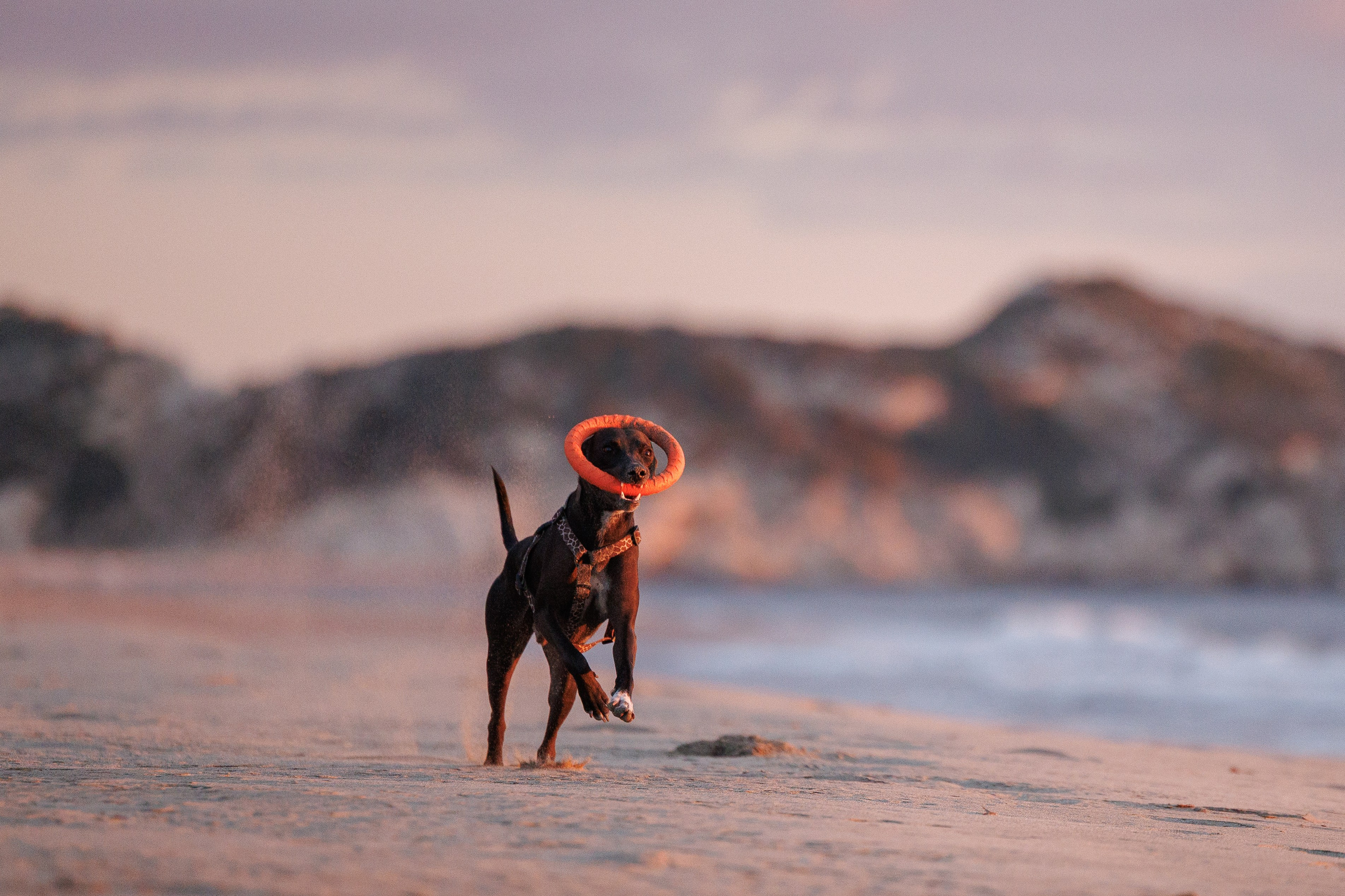 Финик. Фотограф анималист в Казани Алина Сулейманова. Фотограф животных