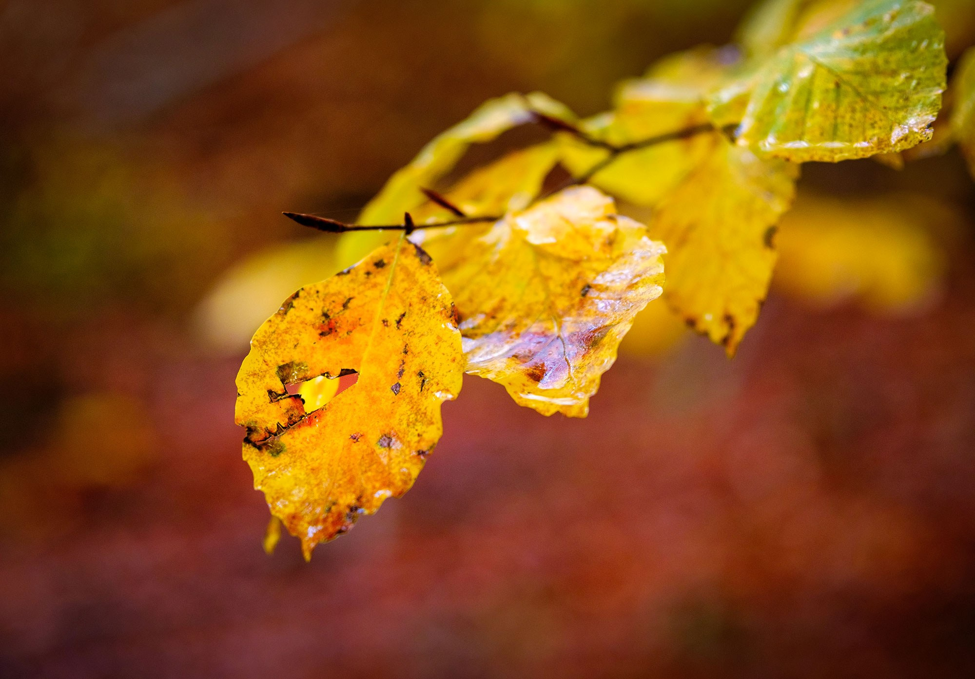 «Золотая осень в Крыму 2025»