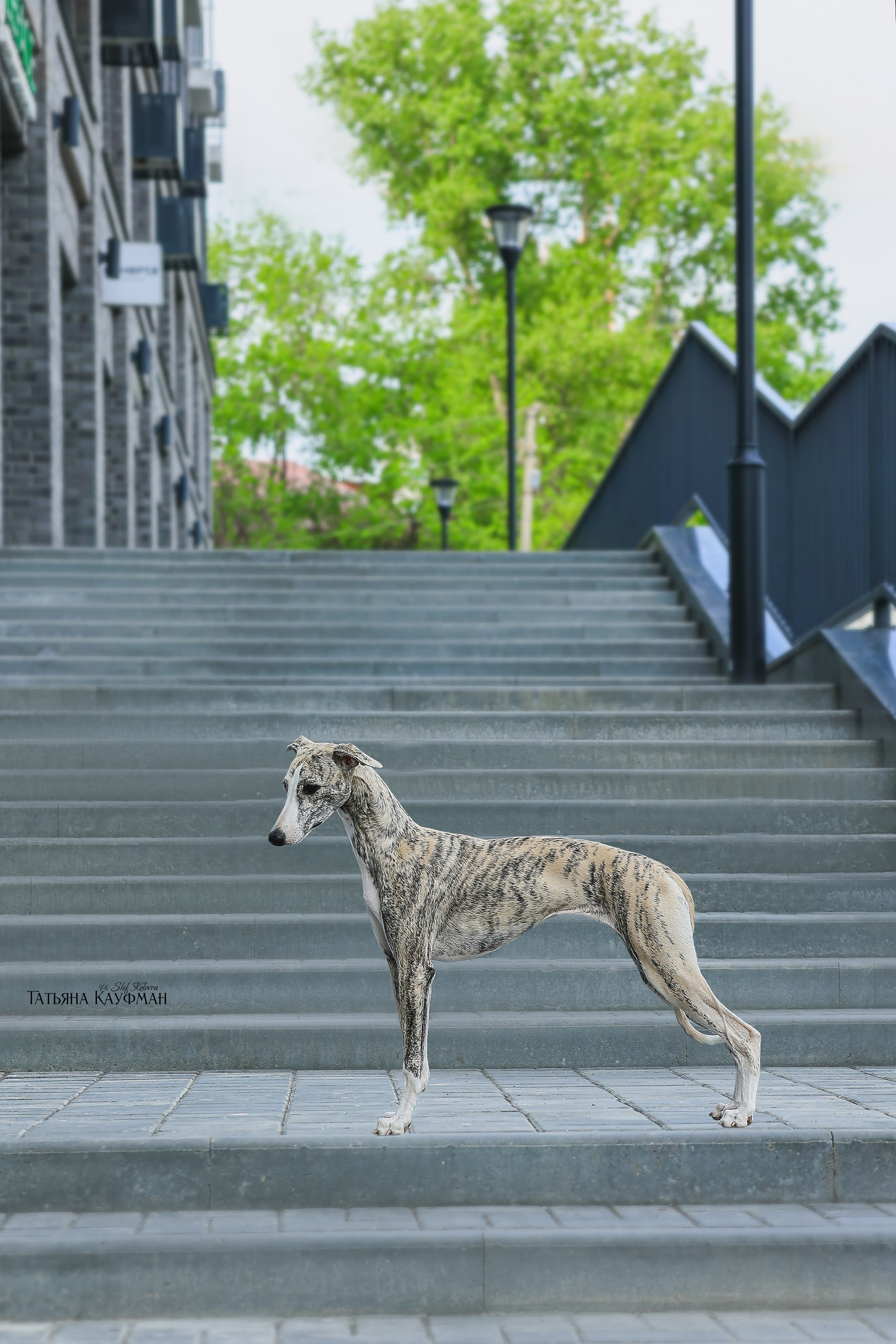 Уиппет, фотография уиппет, собака в цветах, красивая собака, фотограф анималист, фотокурс Анималистика, научиться фотографировать собак, фотограф Новосибирск