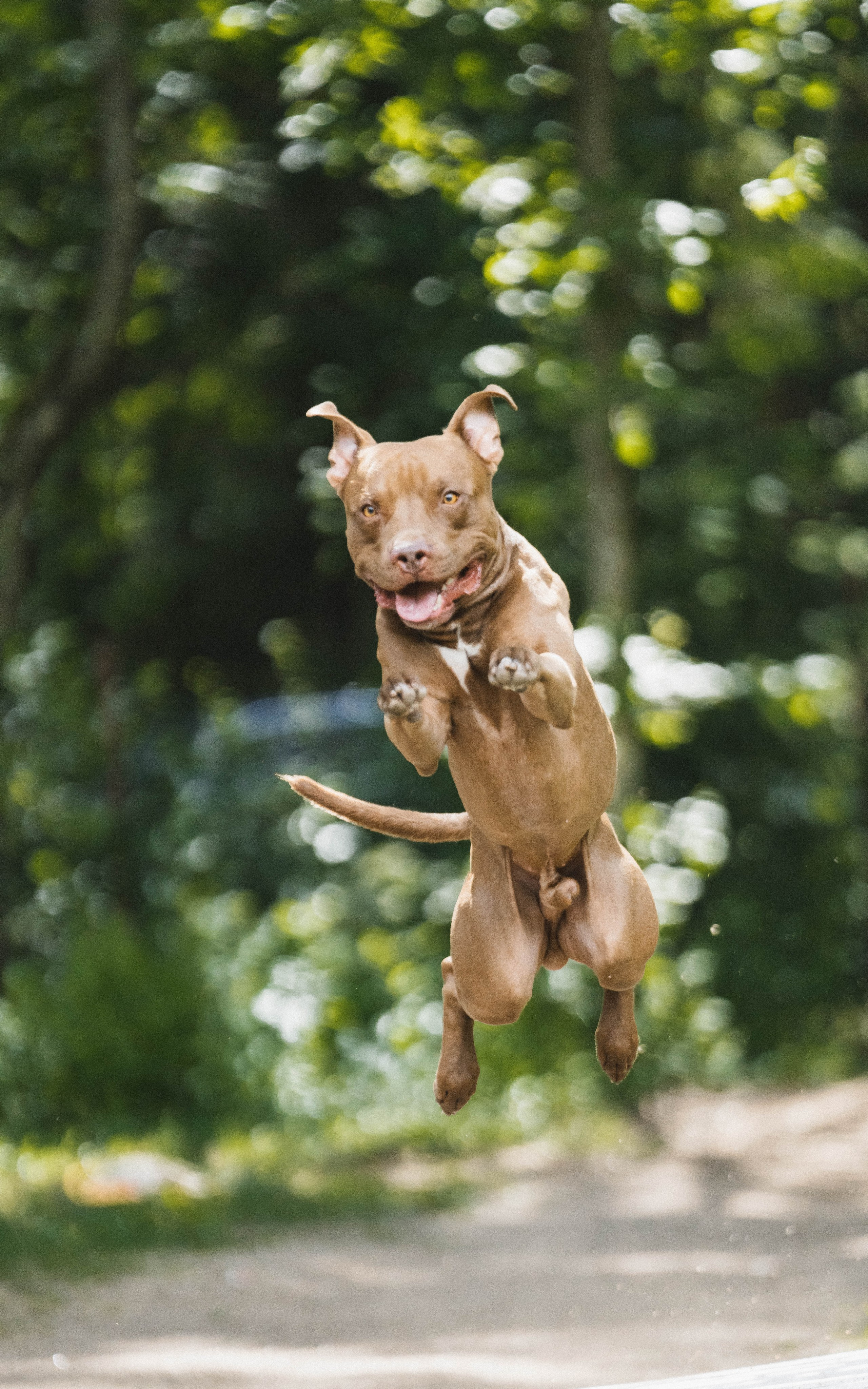 Питстафф-многоборье. Фотограф для людей и их питомцев Вика Шальнева