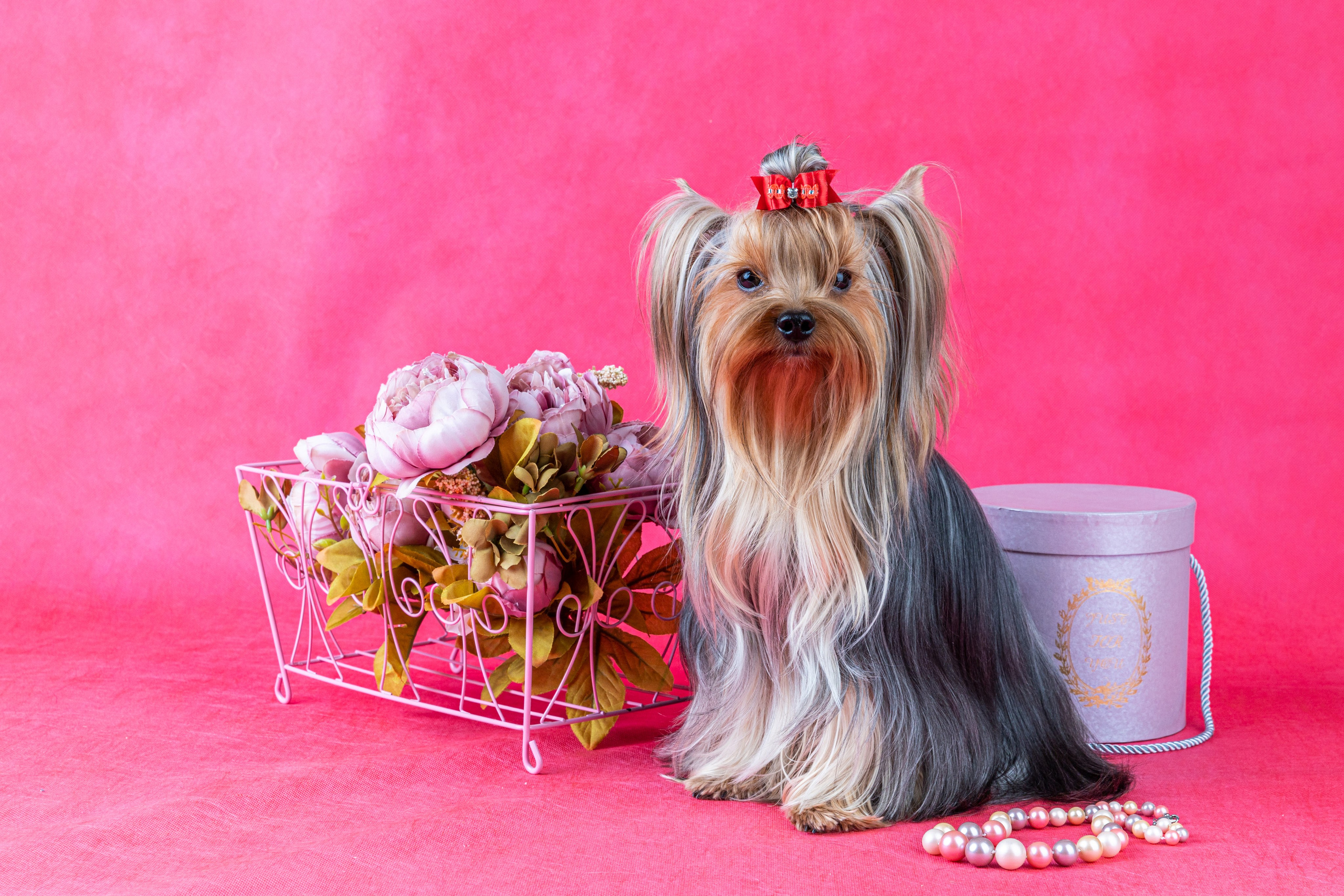 Фотографии собак и щенят. Фотограф Ирина Бобрешова. Коряжма