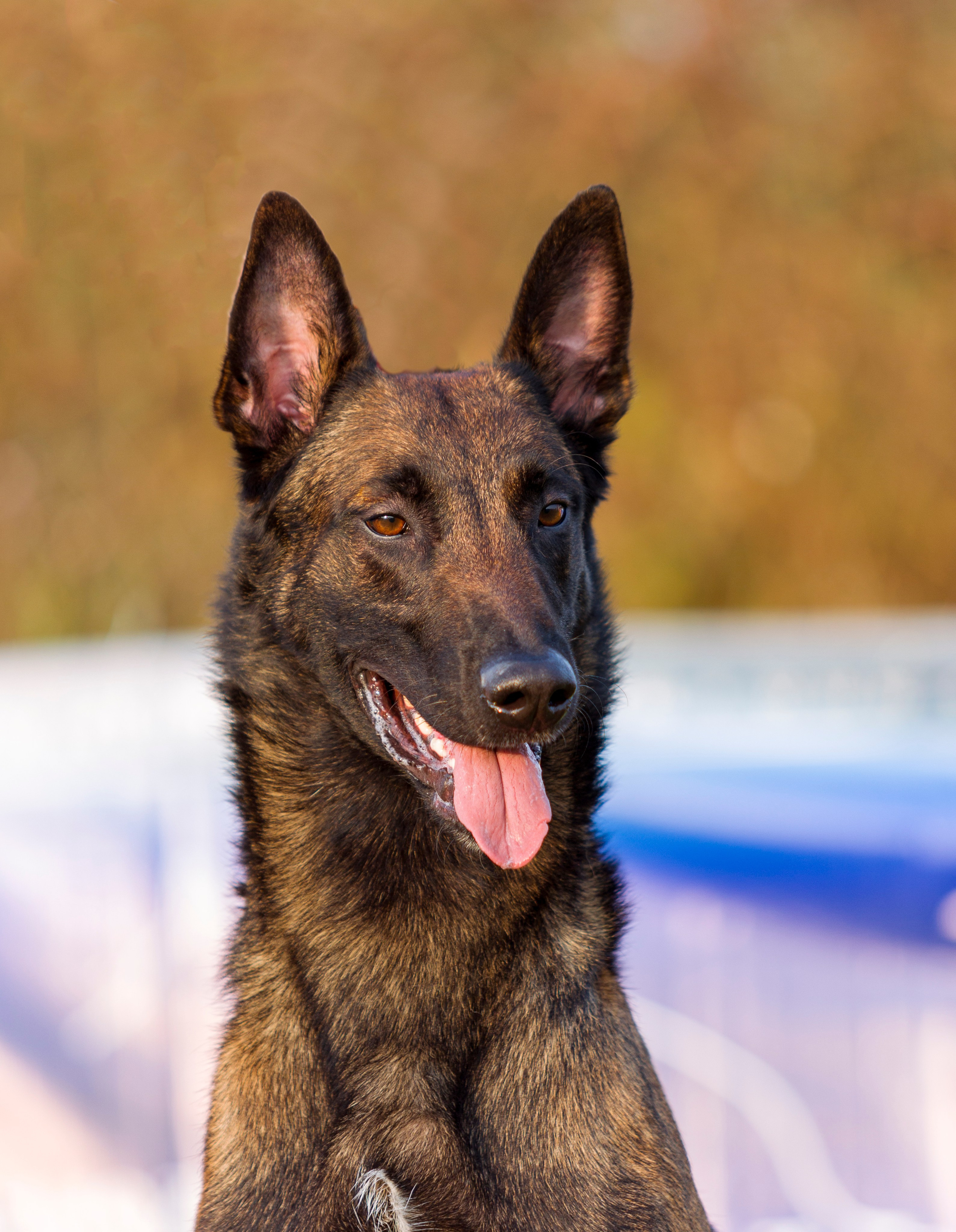 Выставки. Фотограф — анималист Татьяна Ли