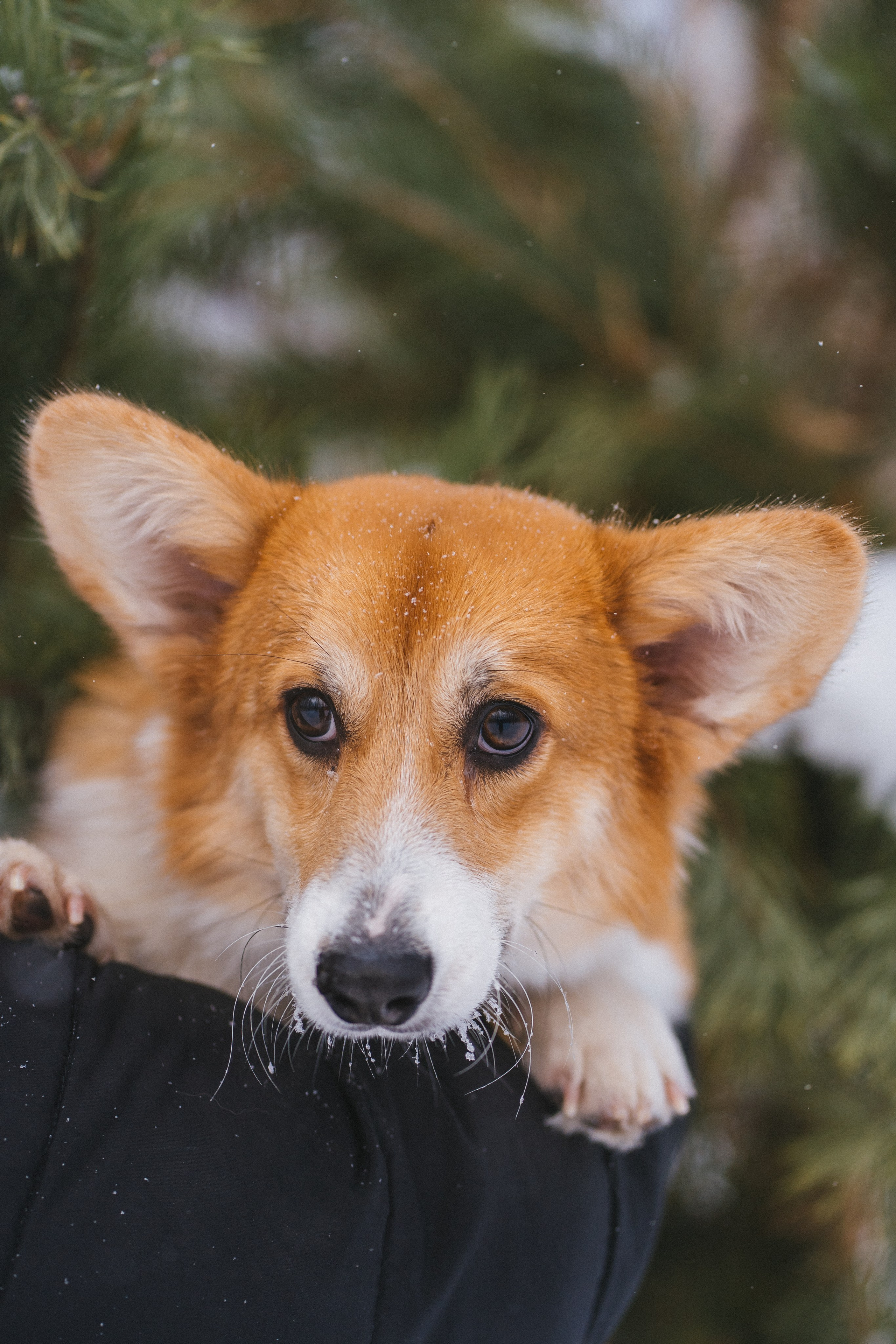 Агата и Лайк. Свадебный фотограф в Москве Анна Полушина