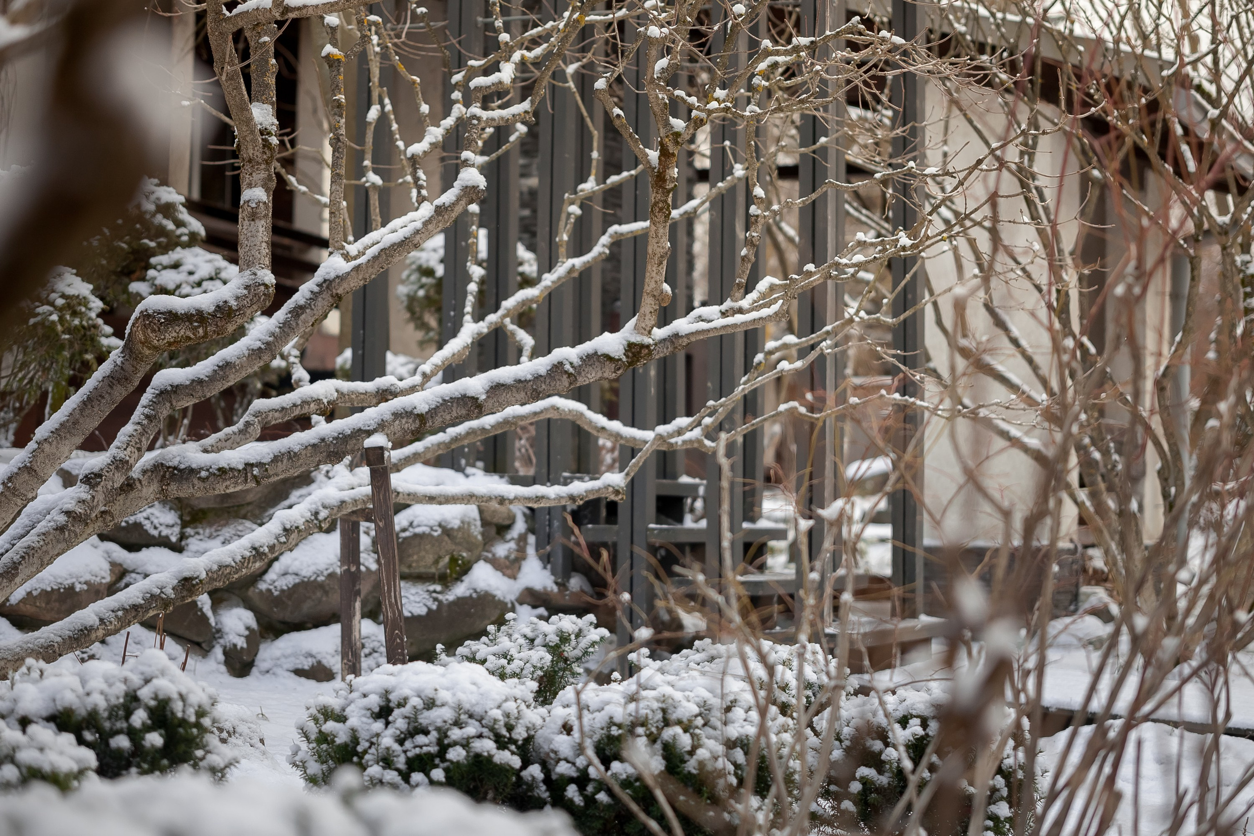 Спящий сад, Елены Асташкиной. Туманов Виталий — фотограф Москва