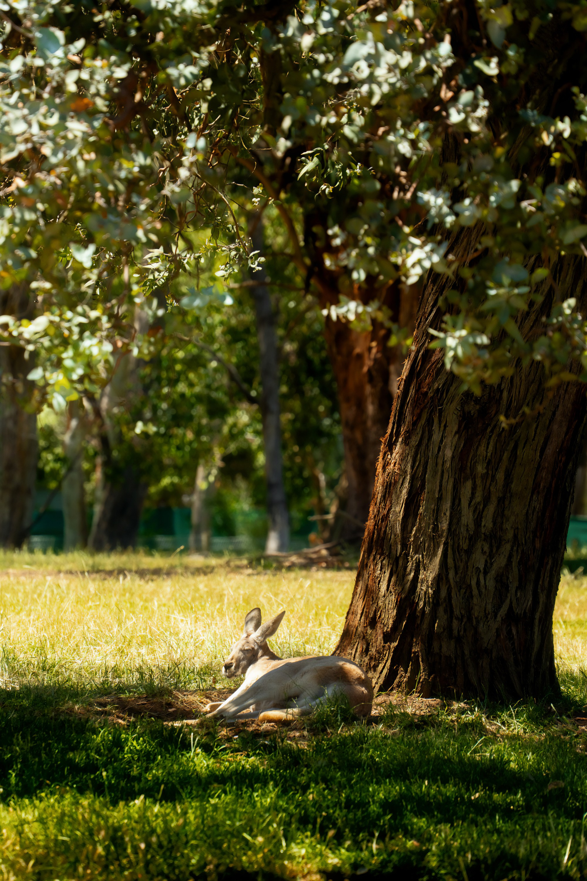 Австралия. Фотограф в Хабаровске. Фотография за 24 часа