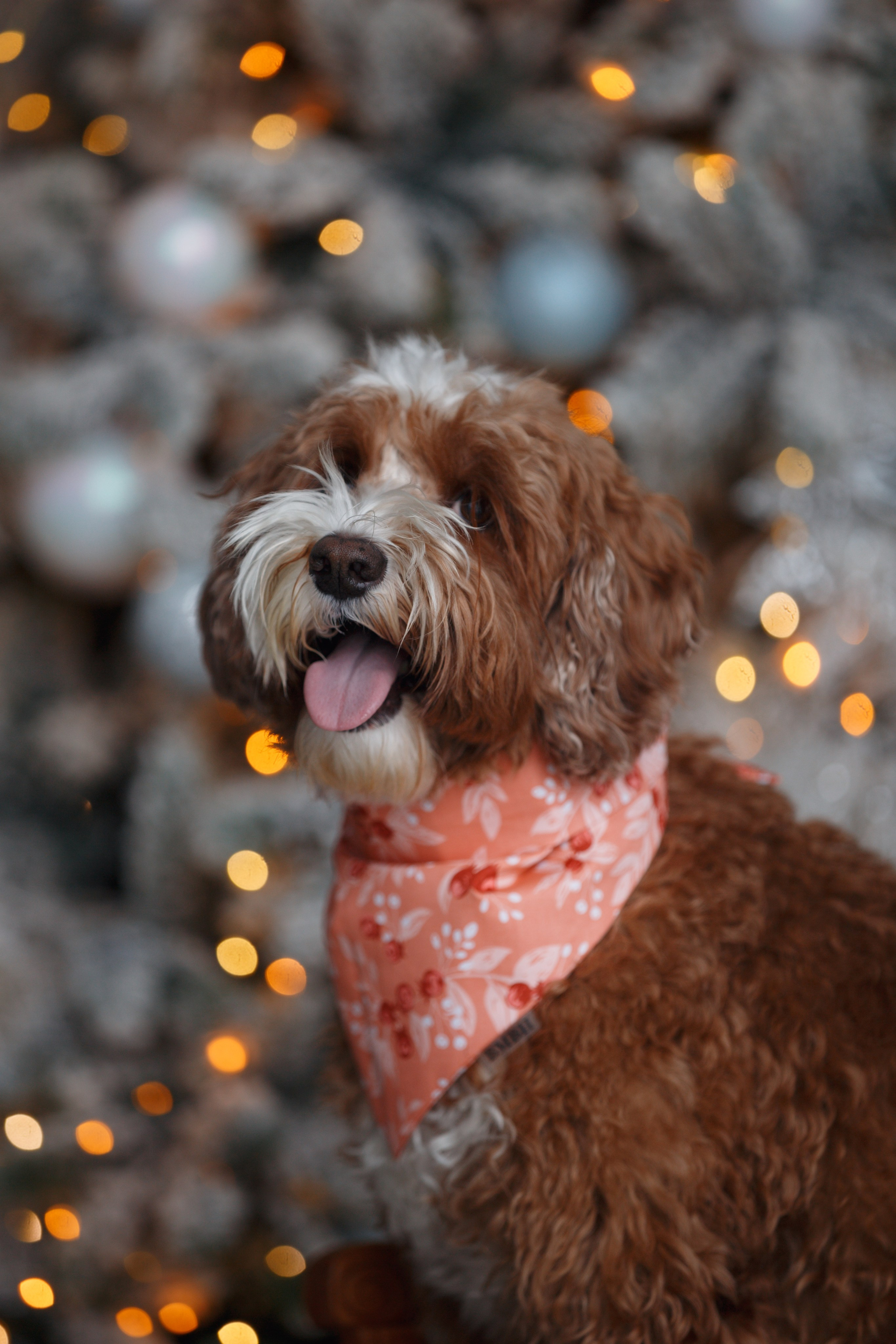 Bmbh лежанки и адресники. Фотограф анималист Кристина Карпова, Москва