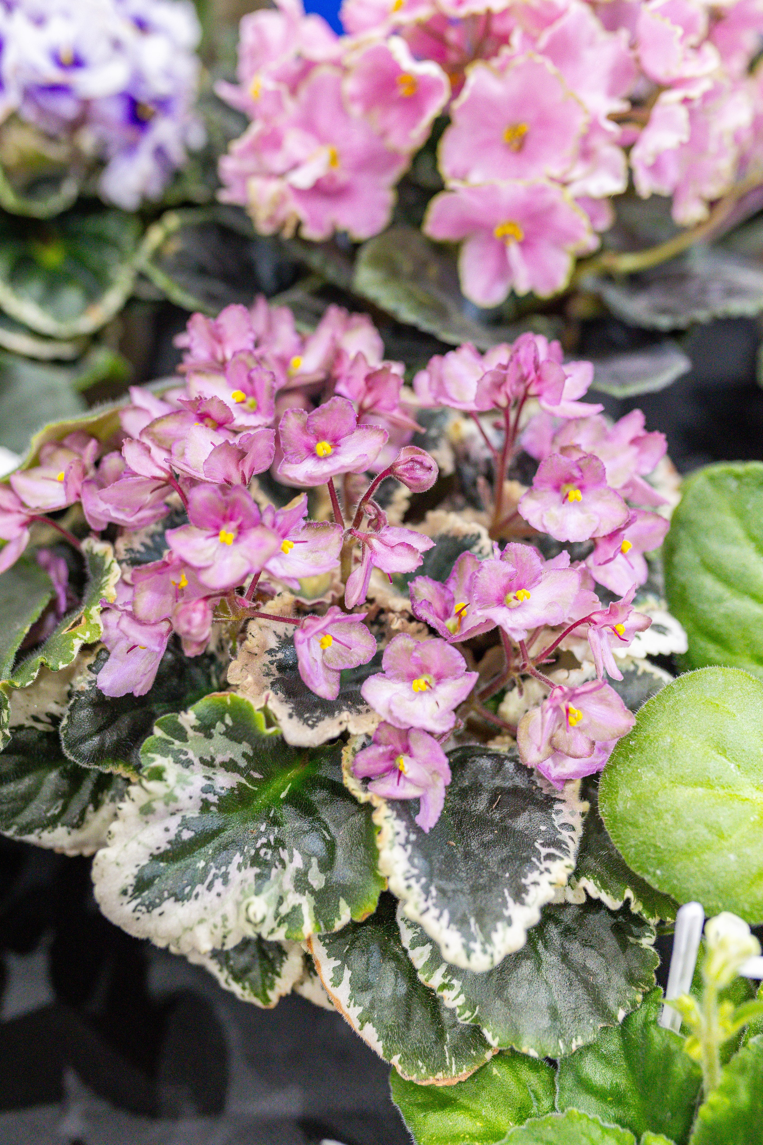 Орхидиум 12.2025. Александра Куликова фотограф, Москва