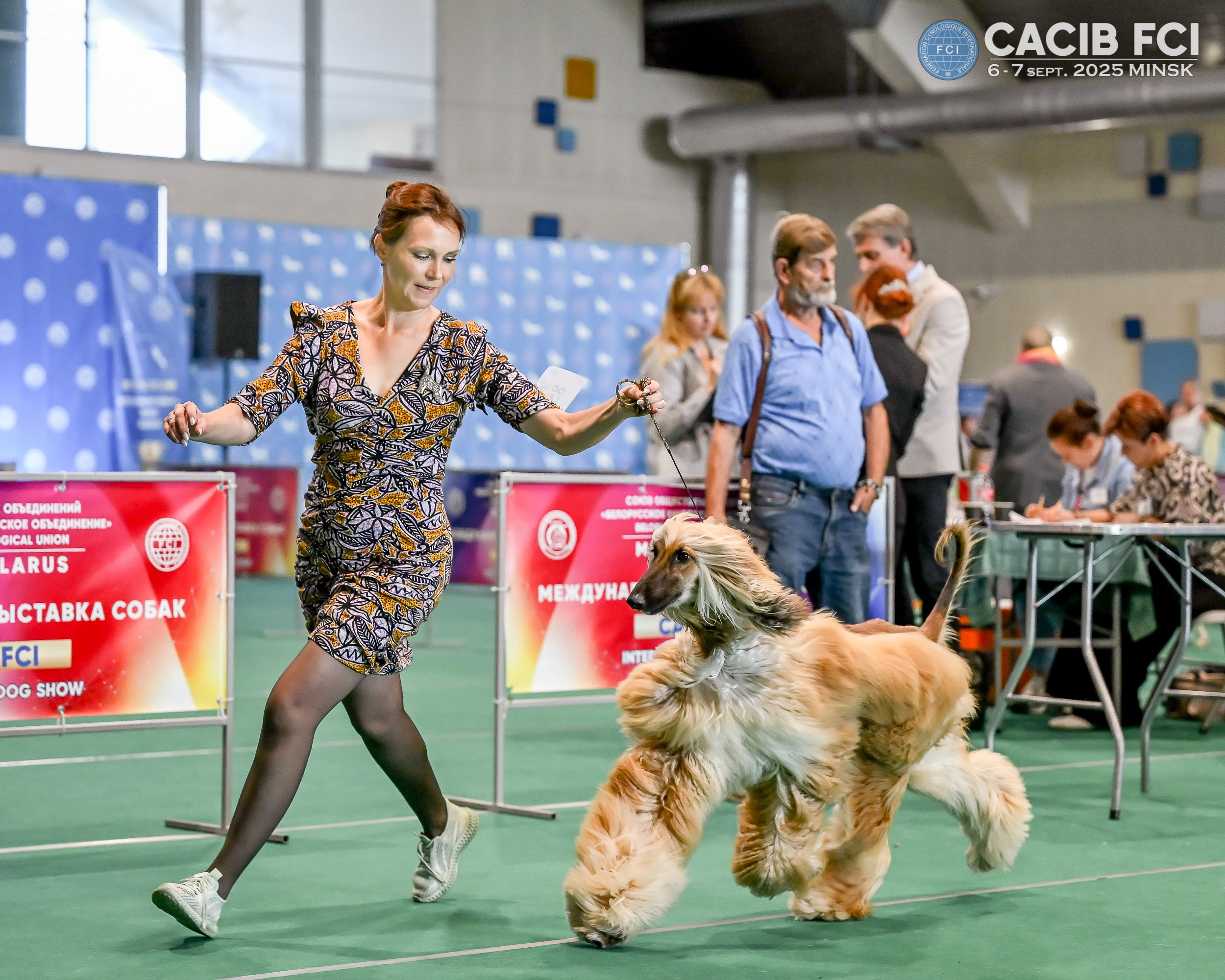06-07.09.25 Международная выставка собак, Минск, CACIB, FCI. Галерея фотографий афганской борзой