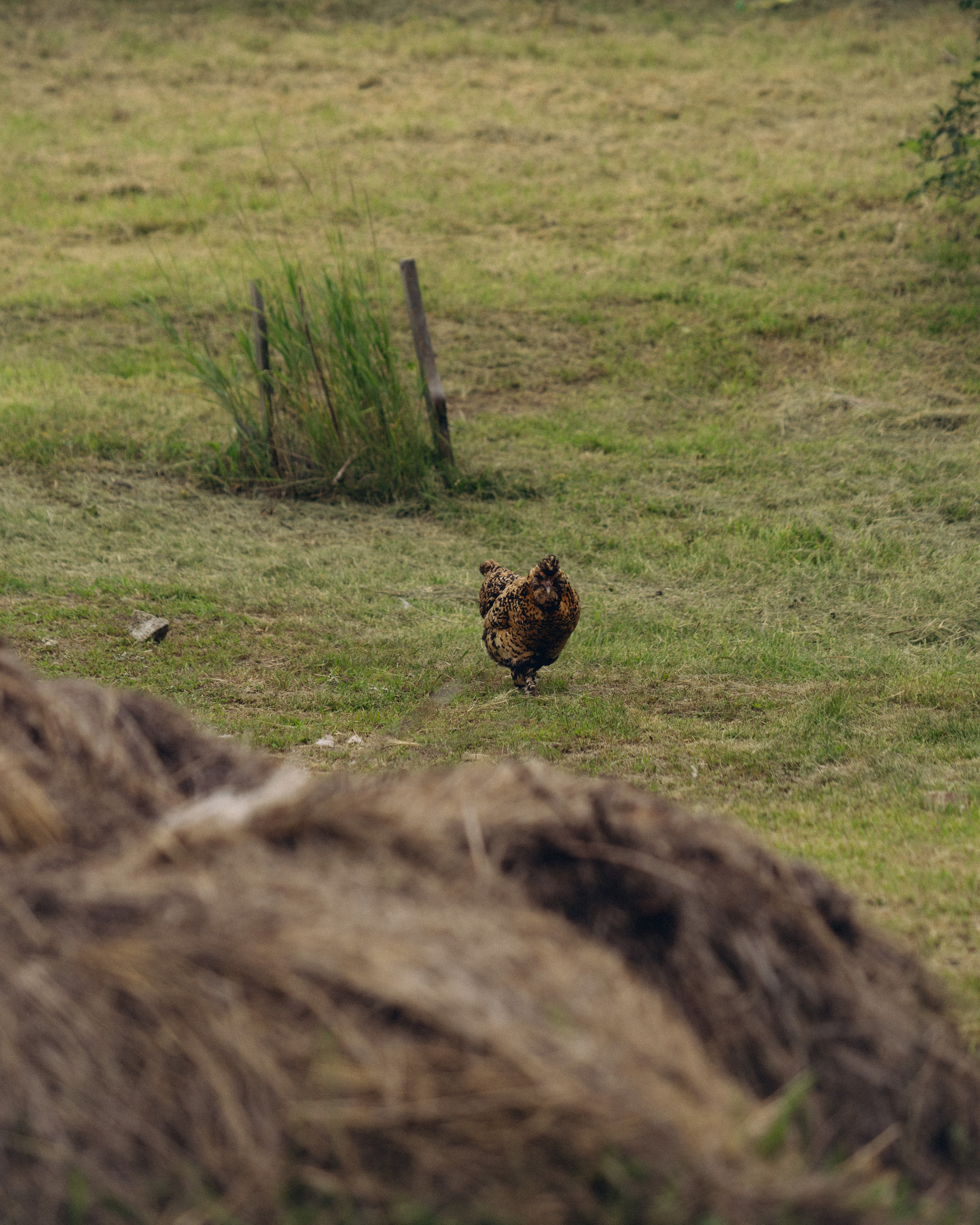 Анна. Фотограф Виктория Куприянова
