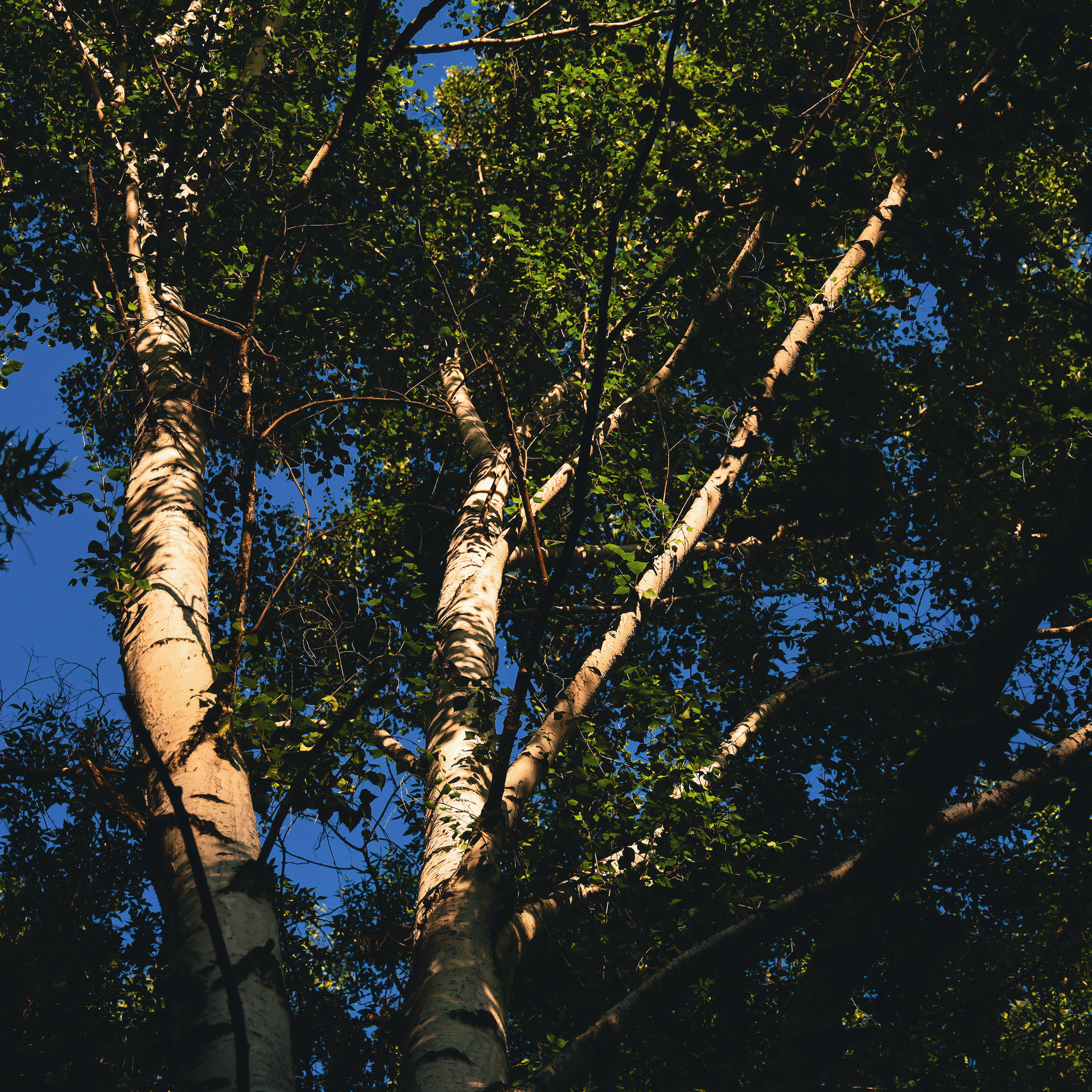 Summertime. Фотограф/дизайнер в Екатеринбурге Хитрый Дмитрий
