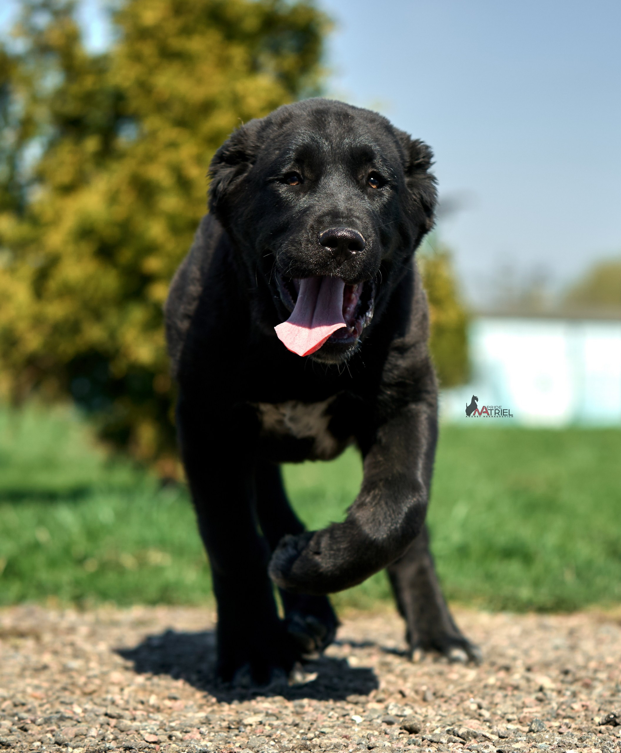 Среднеазиаты — щенки и взрослые
