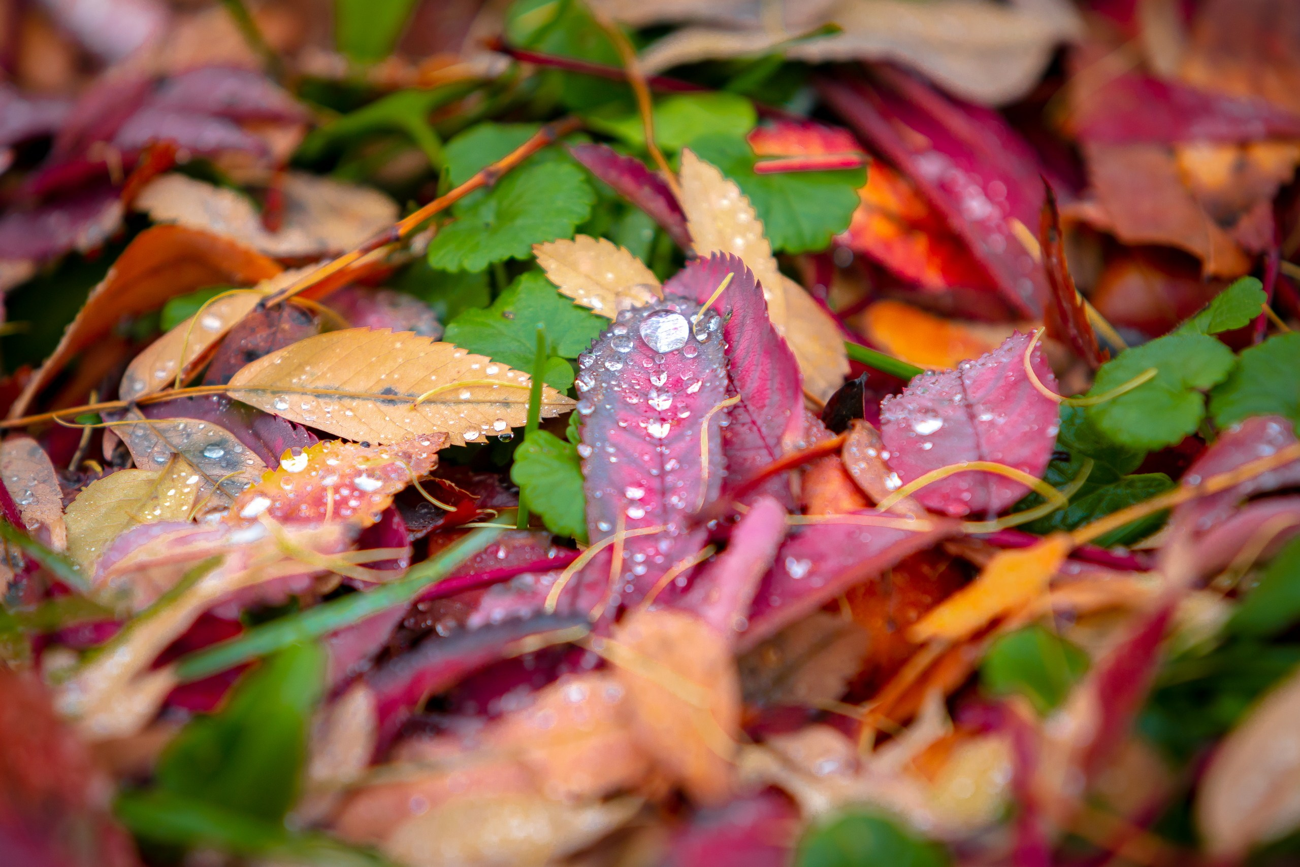 Лютики-цветочки — галерея NATRIEL