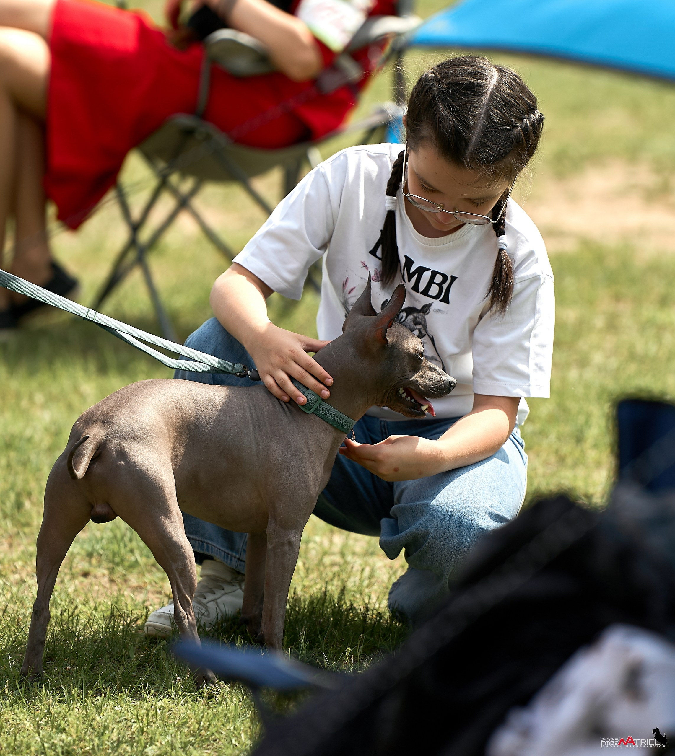 Выставка собак Суздаль-Владимир