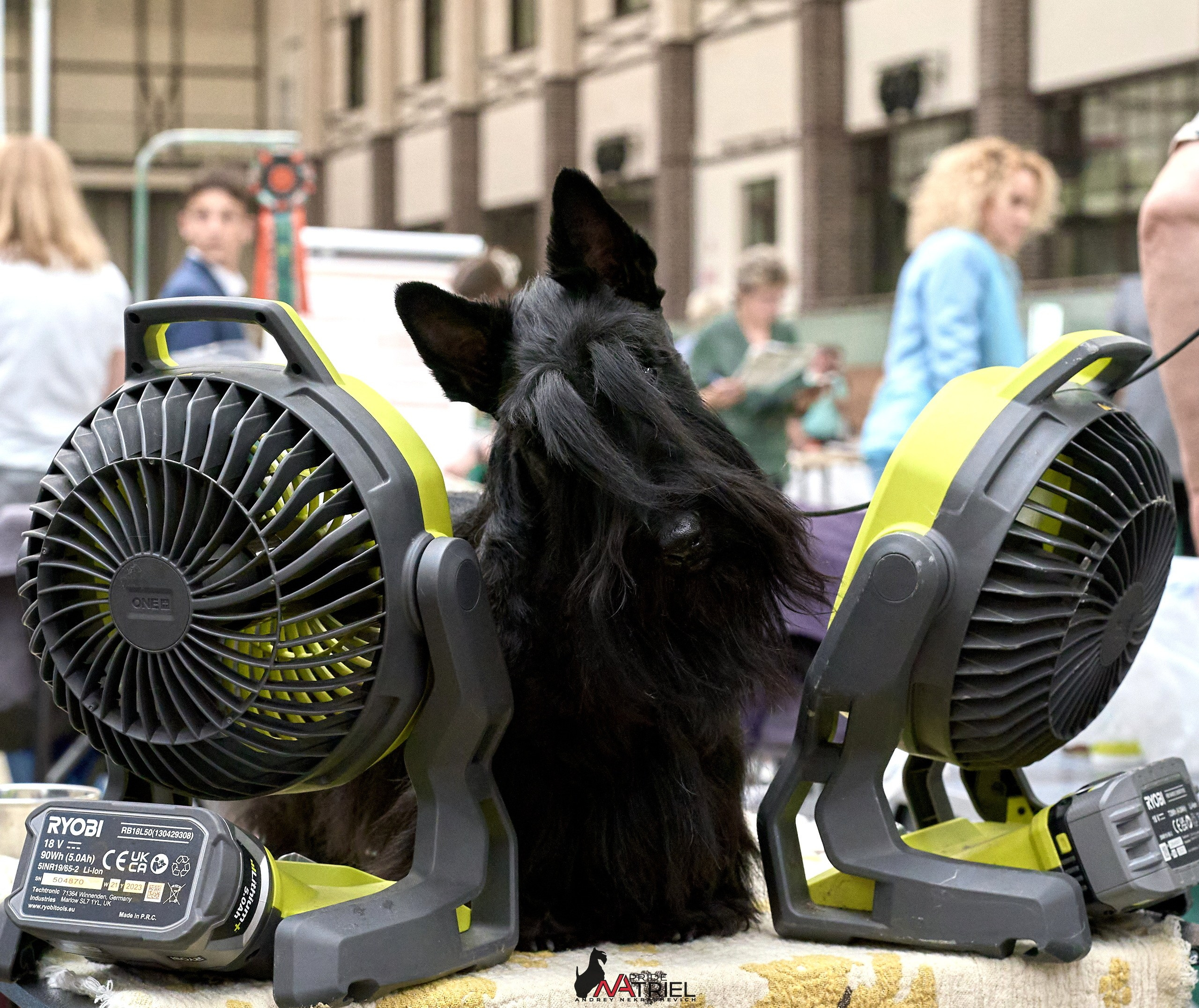 Картинки с выставки — галерея NATRIEL