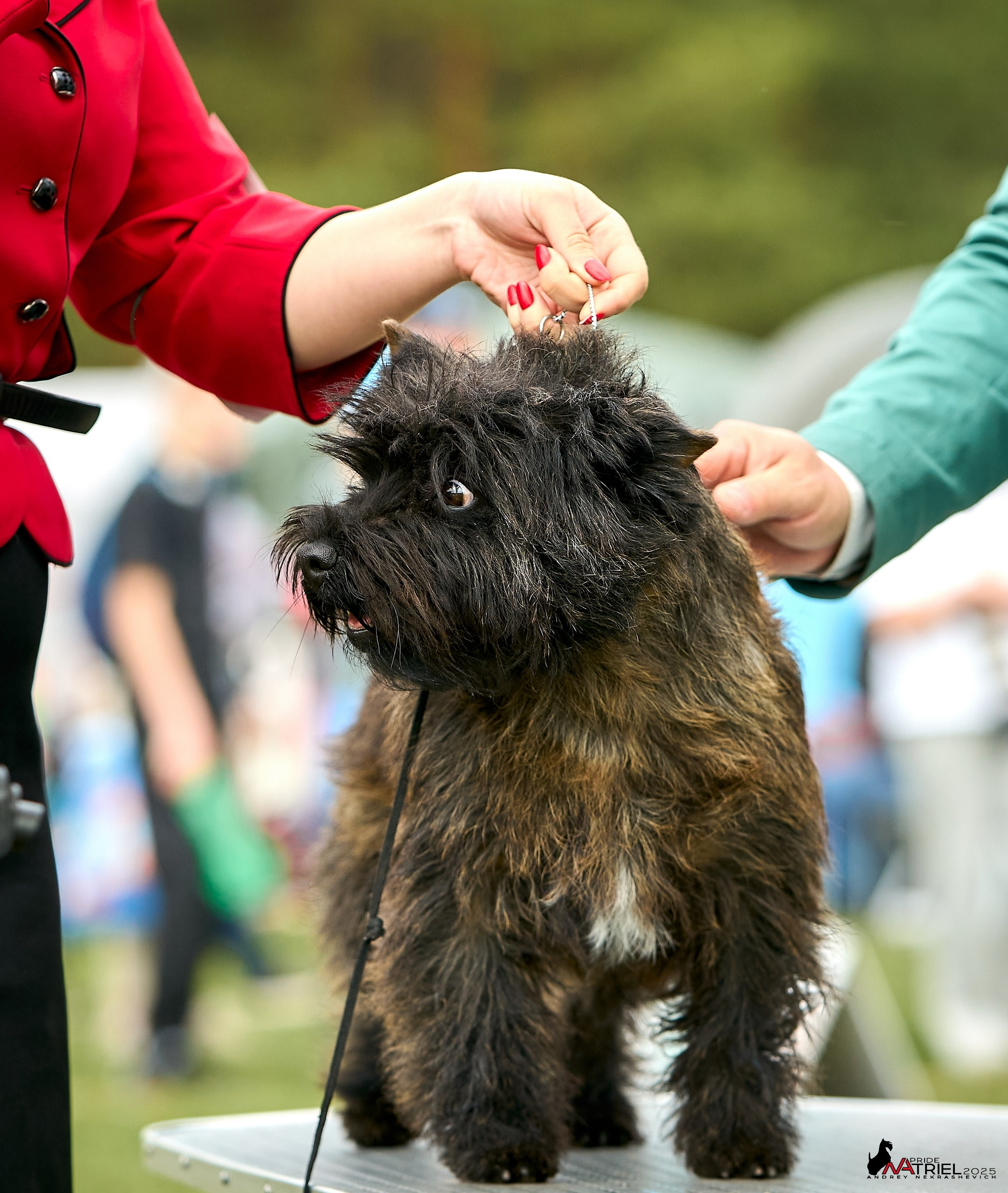 Выставка собак Суздаль-Владимир