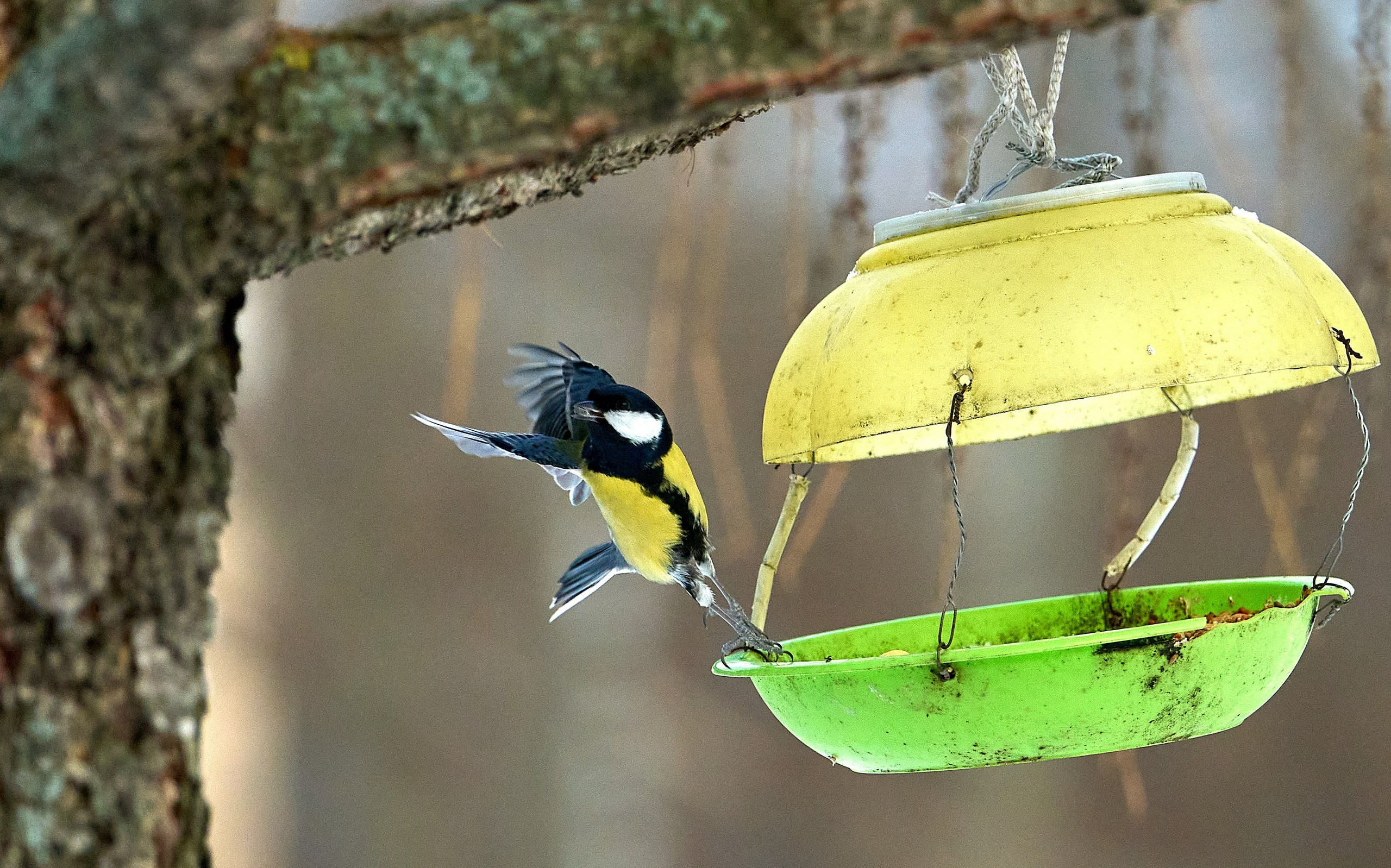 Фото птиц — галерея NATRIEL